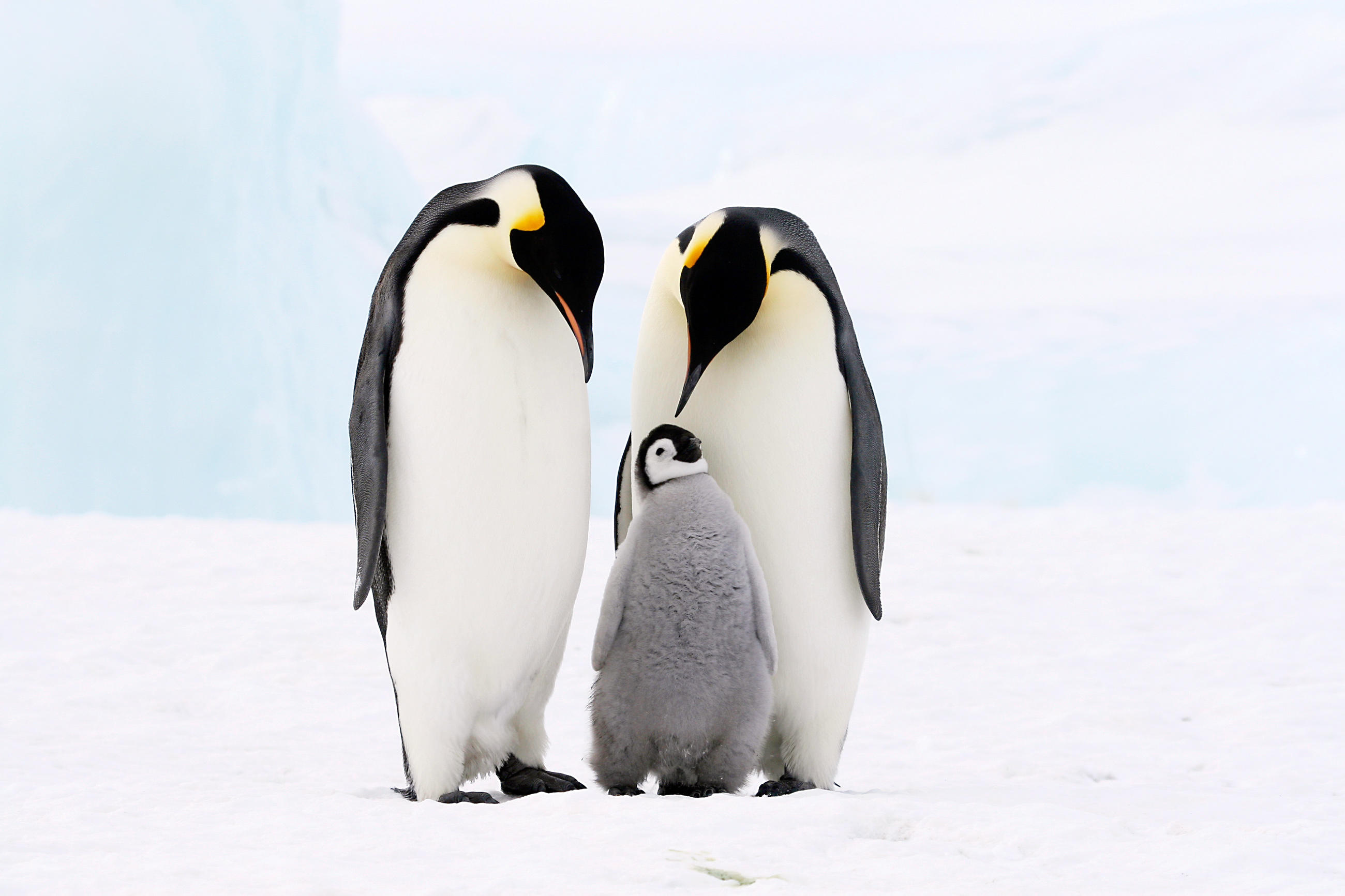Penguin, Animal wallpapers, HQ pictures, Stunning visuals, 2600x1740 HD Desktop