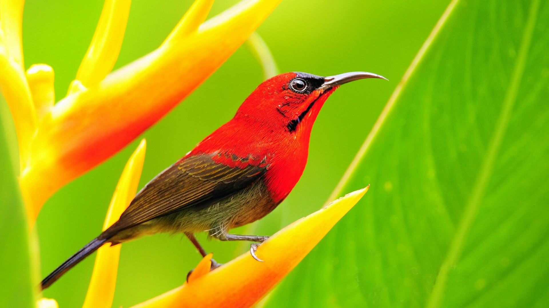 Bird: Crimson sunbird, Feed largely on nectar. 1920x1080 Full HD Background.