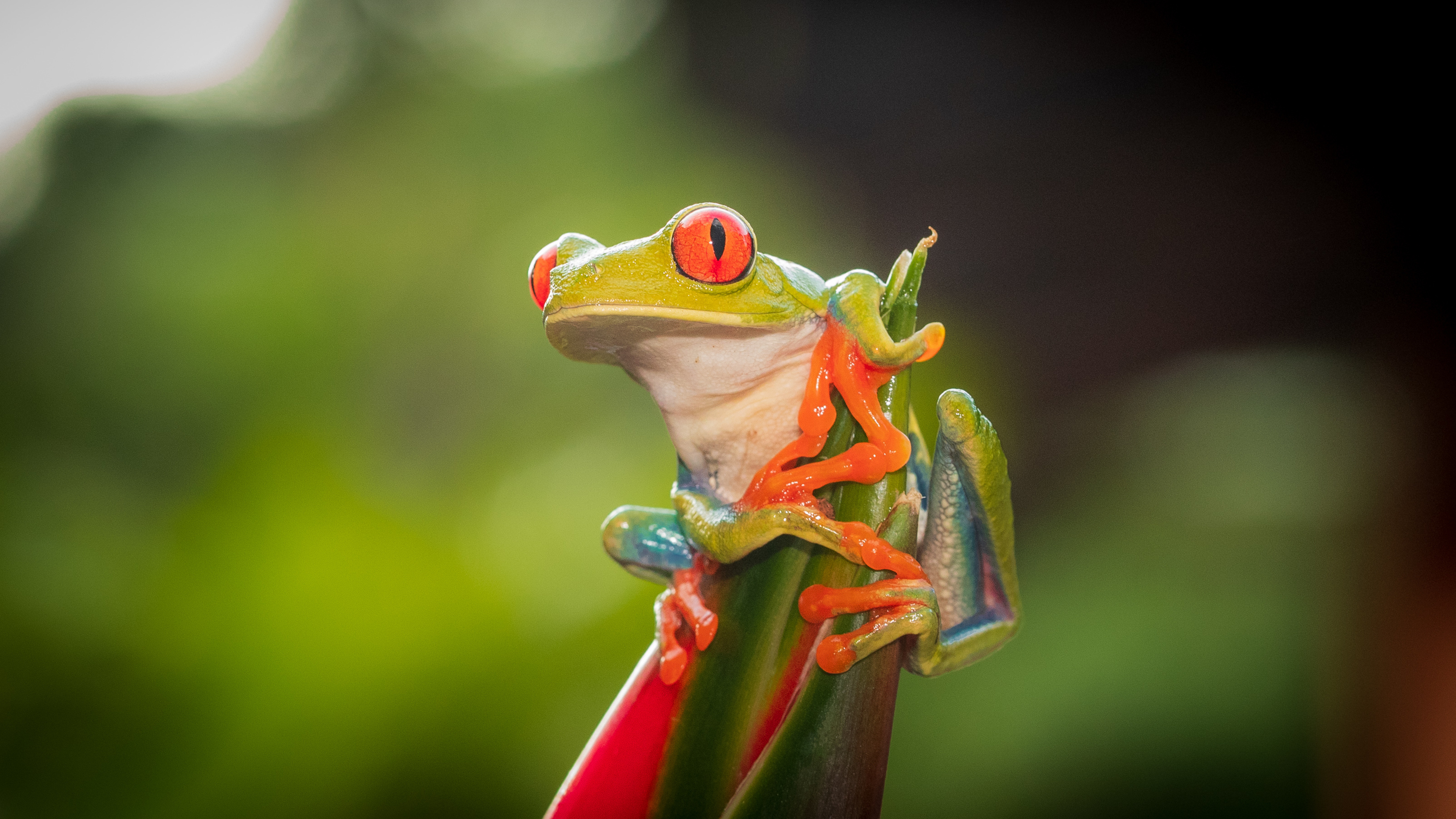 Red Eye Tree Frog, 4K wallpapers, HD backgrounds, Vibrant amphibians, 3840x2160 4K Desktop