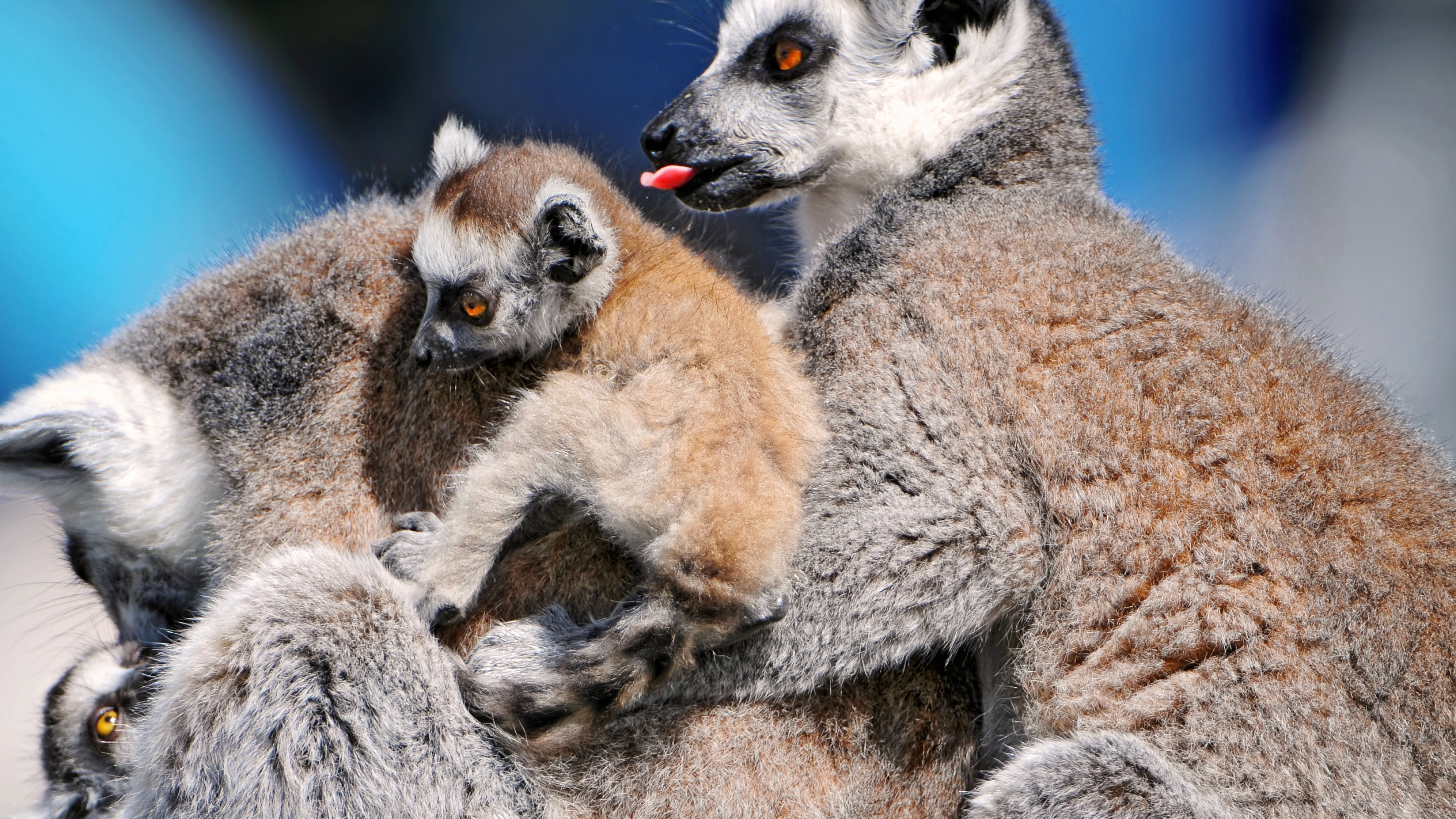 Ring Tailed Lemur, Lemur wallpapers collection, Wildlife in Madagascar, Playful creature, 3840x2160 4K Desktop
