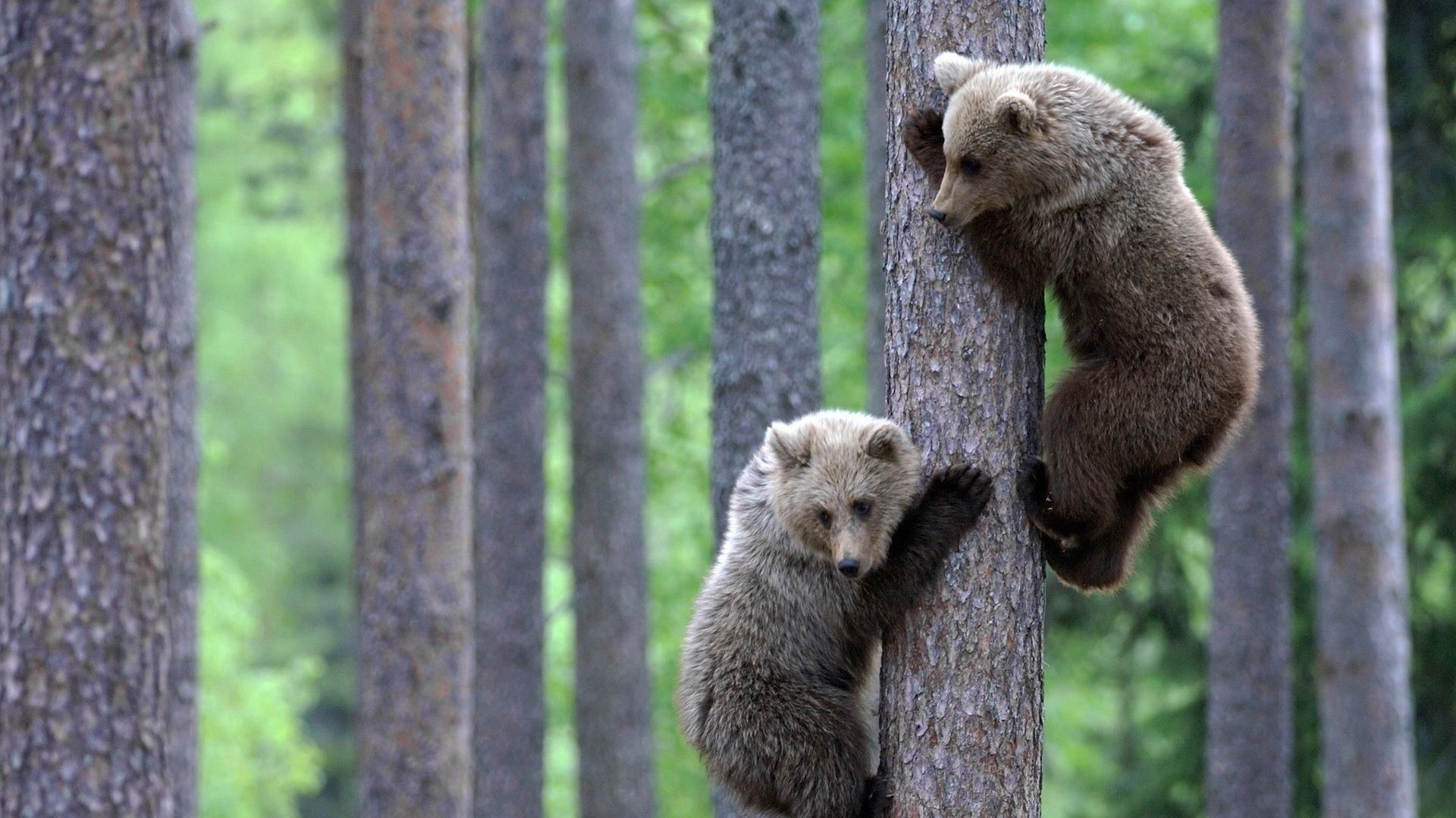 Playful bear cubs, Nature's innocence, Cute wildlife, Captivating expressions, 1920x1080 Full HD Desktop