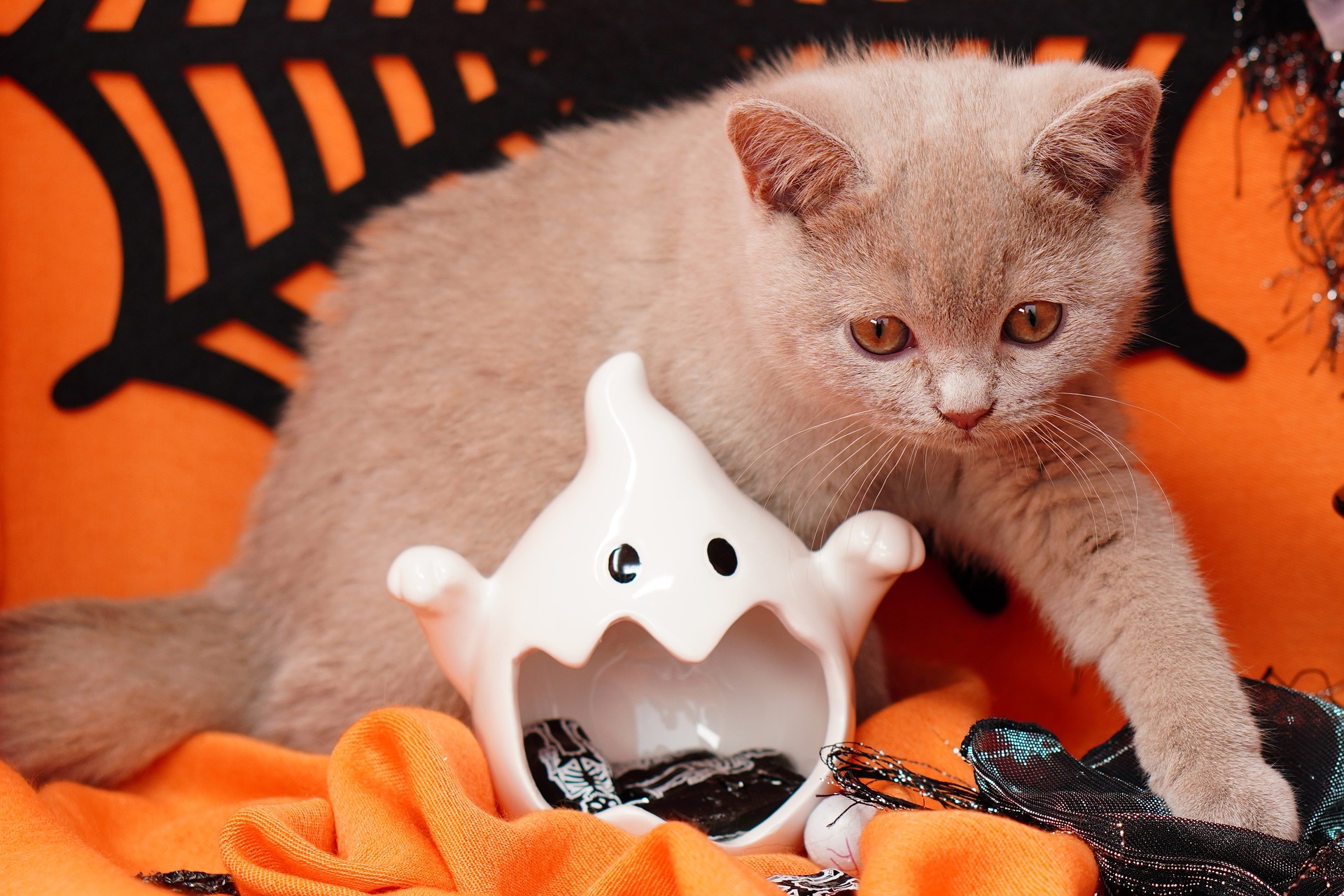 Halloween Cat, Spooky delight, Feline festivities, Mischievous enchantment, 1920x1280 HD Desktop