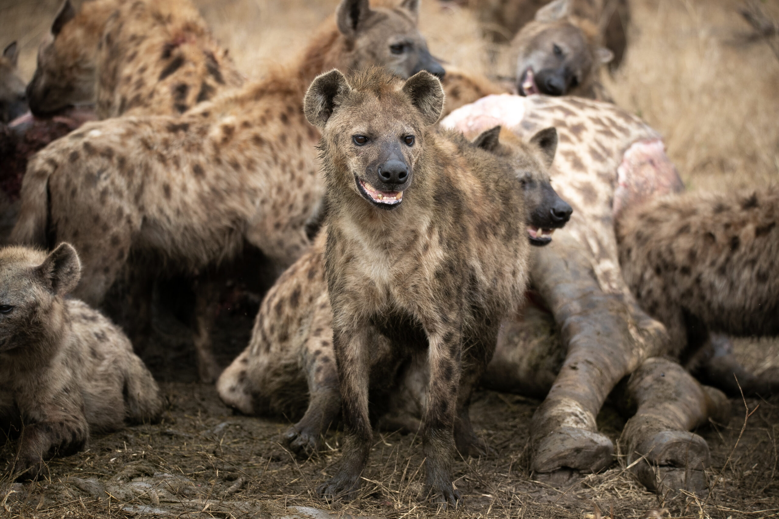 Hyena, Mythical complexity, Fascinating hyenas, Nature's wonder, 2560x1710 HD Desktop
