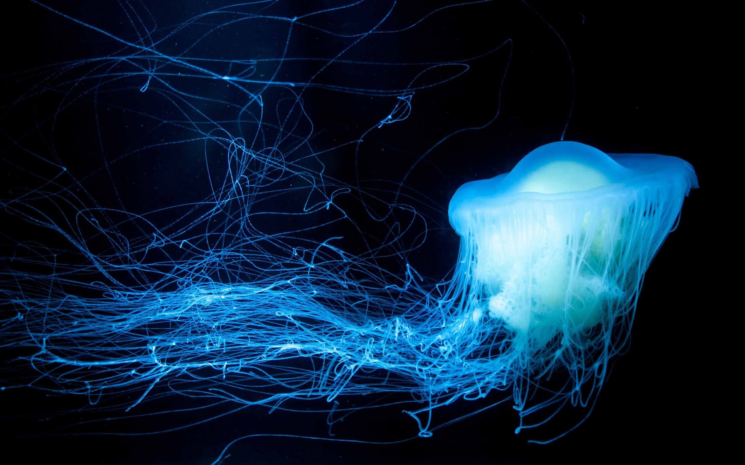 Glowing Jellyfish: Nemopilema nomurai, Found in the seas between China and Japan, Marine invertebrates. 2560x1600 HD Wallpaper.
