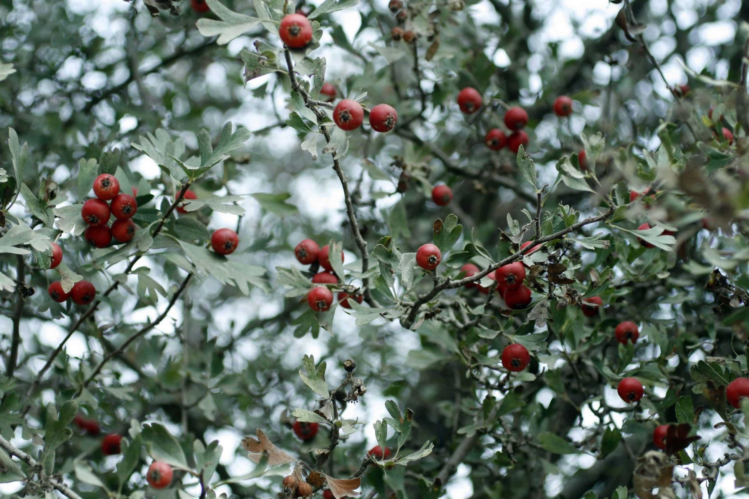 Hawthorn Tree Nature, Buy Cherry Hawthorn, Crataegus Spp, Planting Justice, 2560x1710 HD Desktop