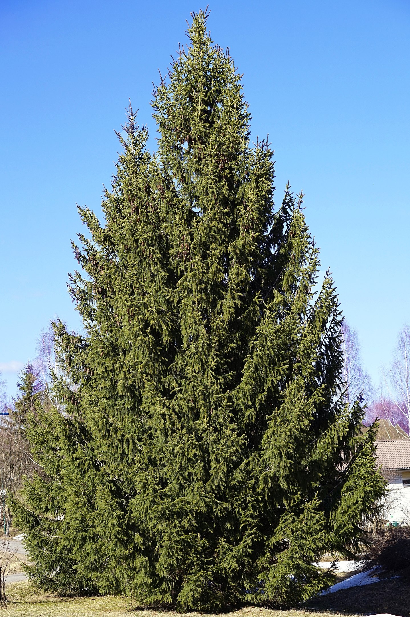 Norway spruce, Evergreen conifers, Ornamental tree, Landscaping, 1440x2160 HD Handy