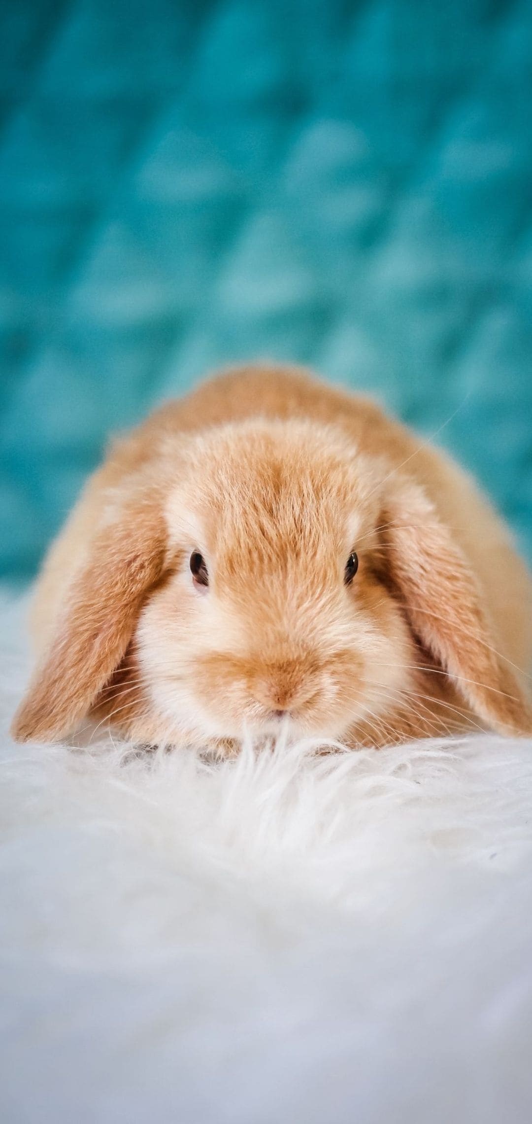 Bunny: American Fuzzy Lops, An active, playful, social breed with much personality. 1080x2280 HD Wallpaper.