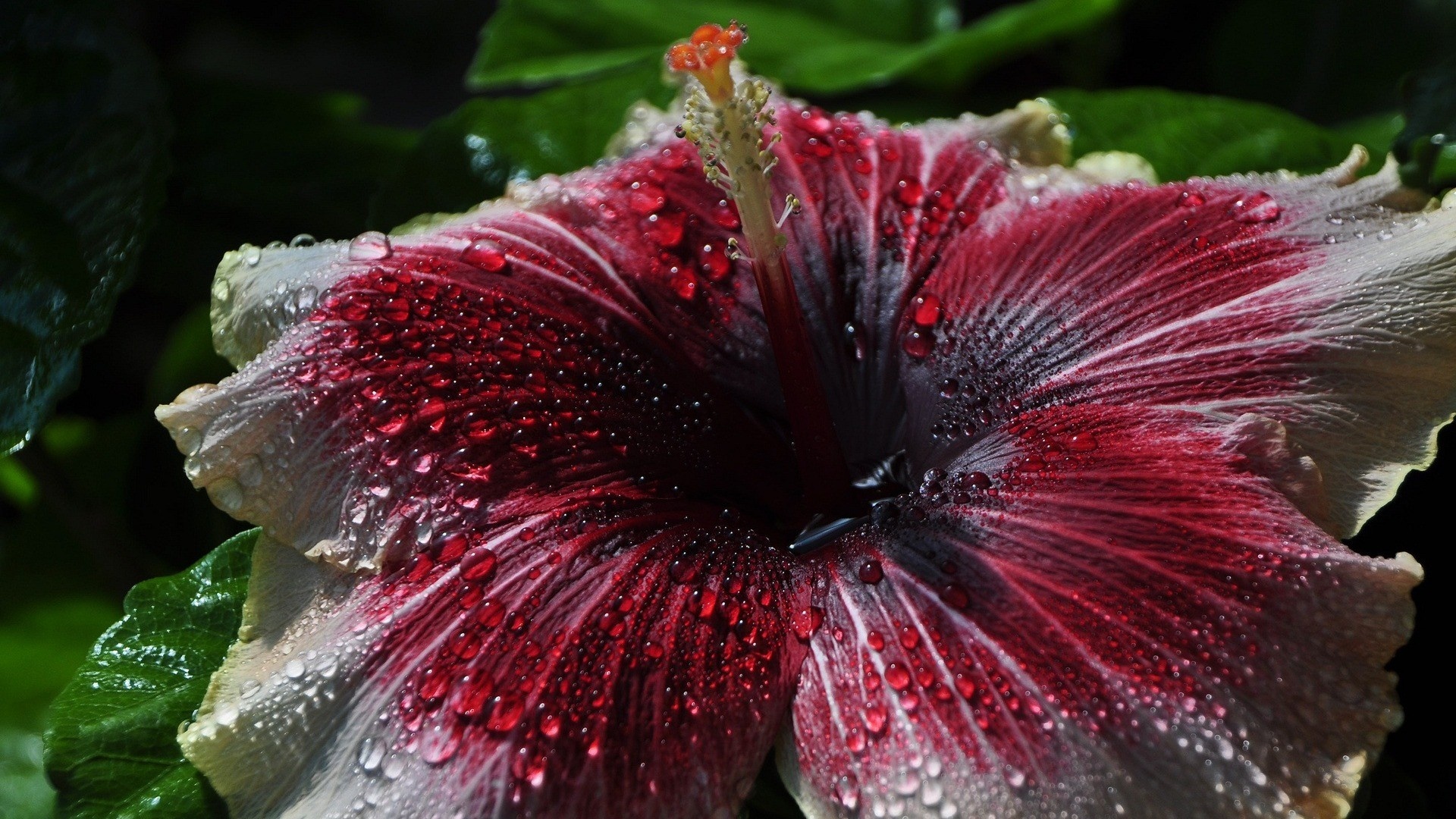 Hibiscus wallpapers, Vibrant pictures, Stunning images, Natural beauty, 1920x1080 Full HD Desktop