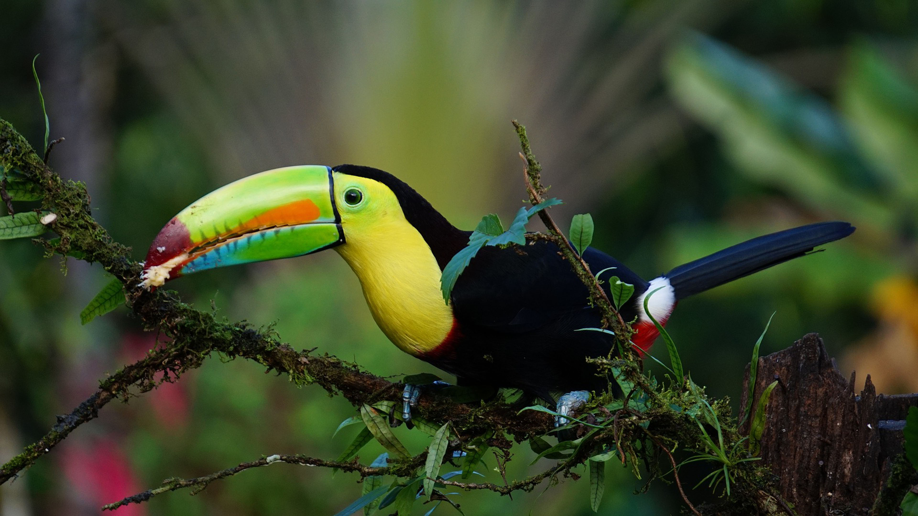 Toucan's vibrant colors, Tropical parrot, Exotic beauty, HD wallpaper, 3840x2160 4K Desktop