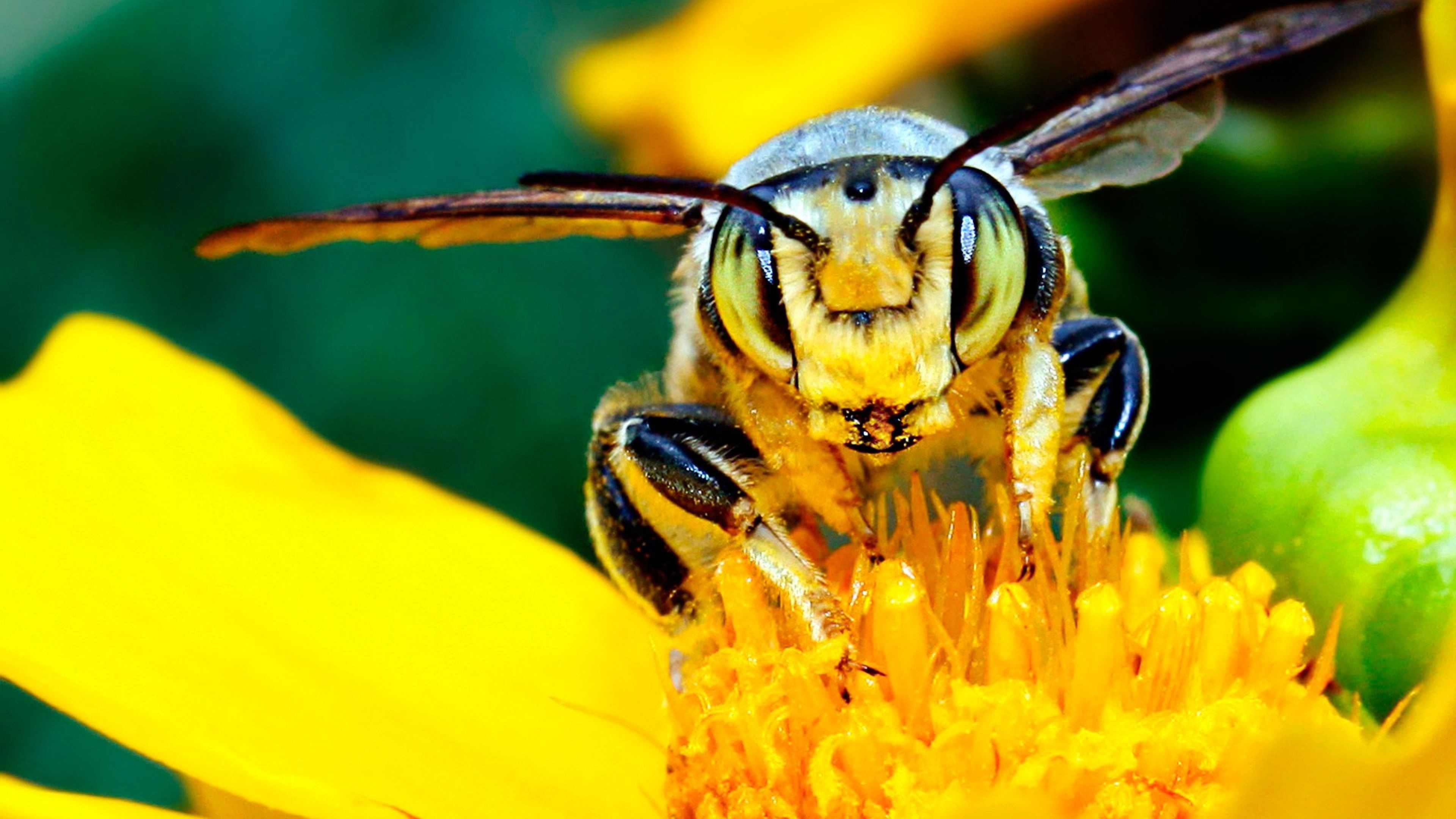 Bee: An insect with a yellow-and-black striped body that makes a buzzing noise as it flies. 3840x2160 4K Background.