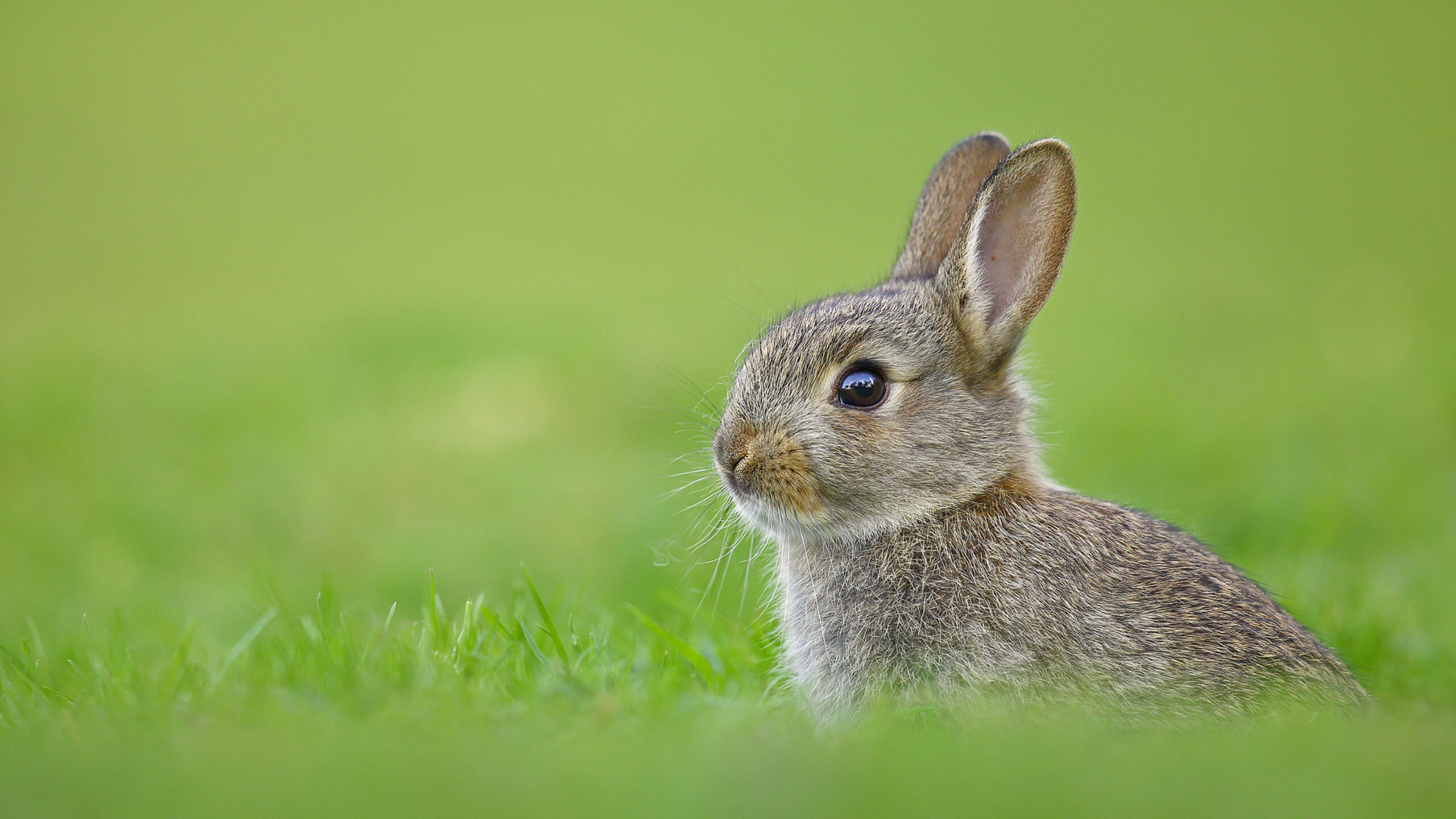 Rabbit: Small mammals which are found in several parts of the world including Europe. 2560x1440 HD Wallpaper.