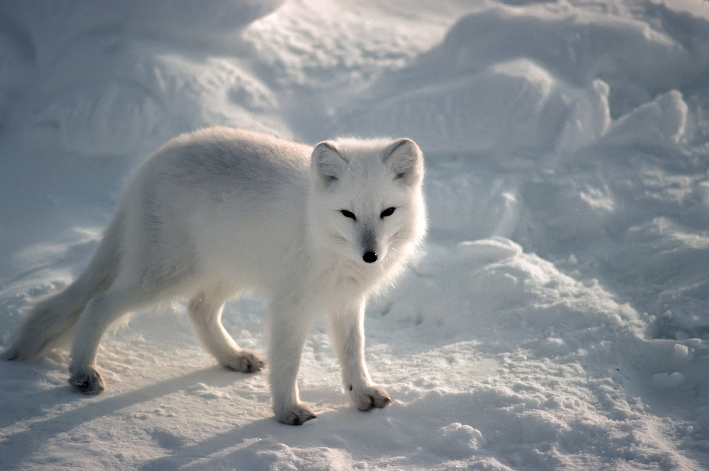 Arctic fox, HQ wallpapers, Wondrous nature, 4K visuals, 2750x1830 HD Desktop