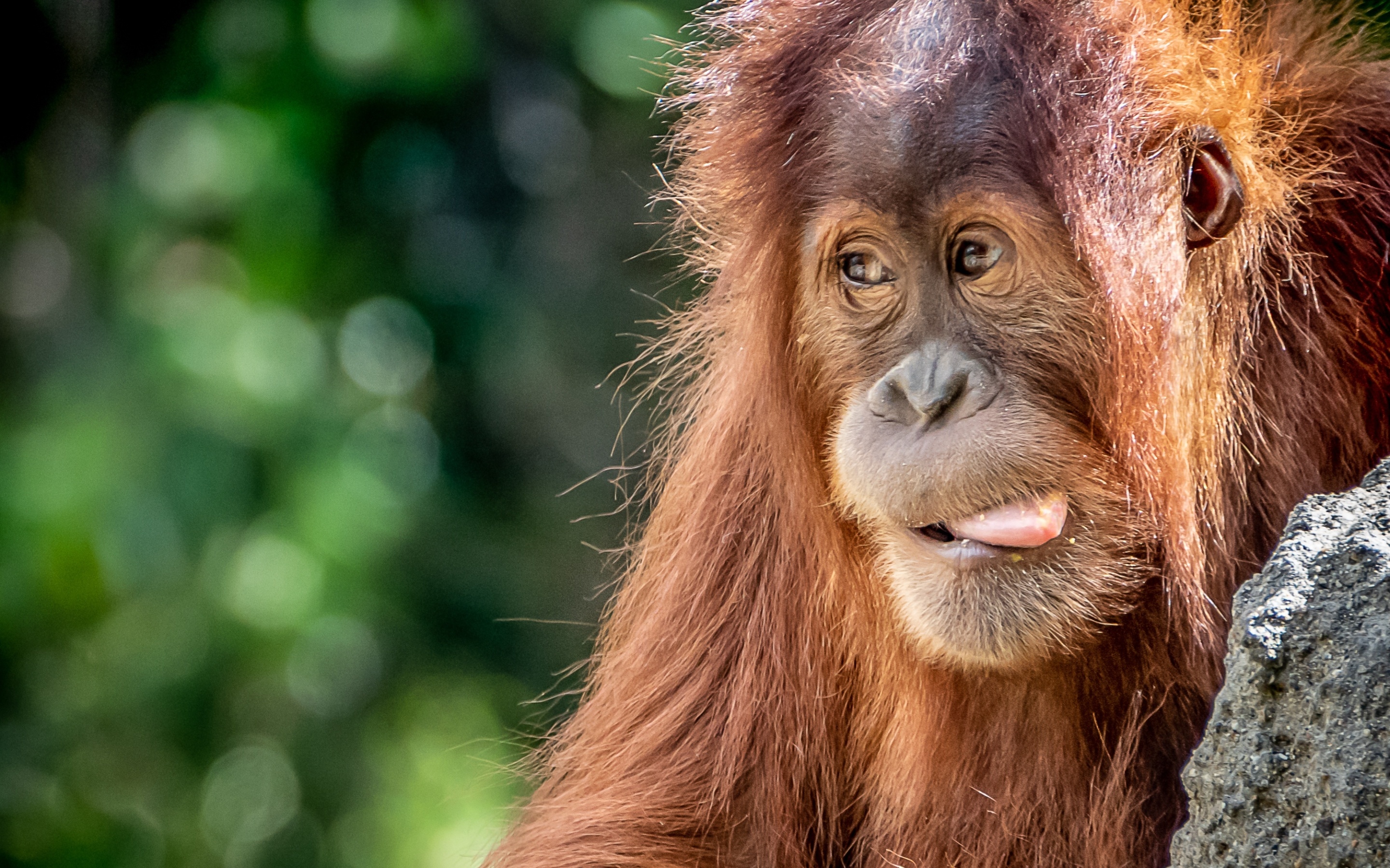 Orangutan, Close-up encounter, Funny antics, Wildlife photography, 2880x1800 HD Desktop