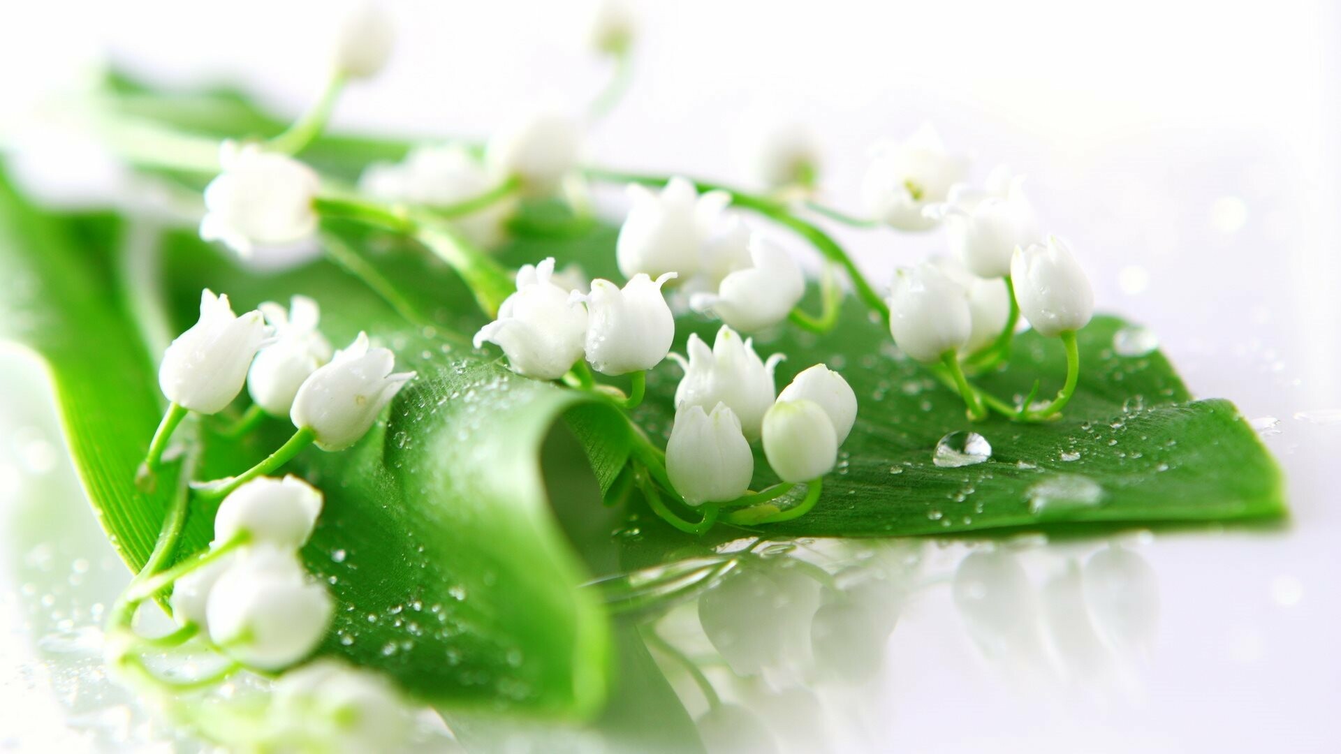 Lily of the Valley: A perennial to 25cm in height, forming extensive colonies. 1920x1080 Full HD Background.