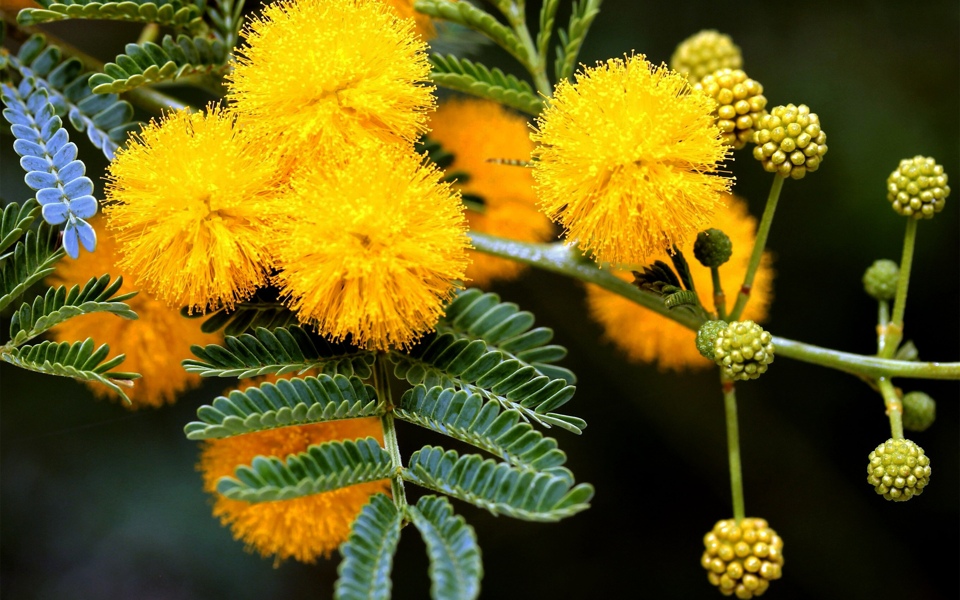 Acacia Tree, Spring beauty, Yellow buds, Beautiful wallpaper, 1920x1200 HD Desktop