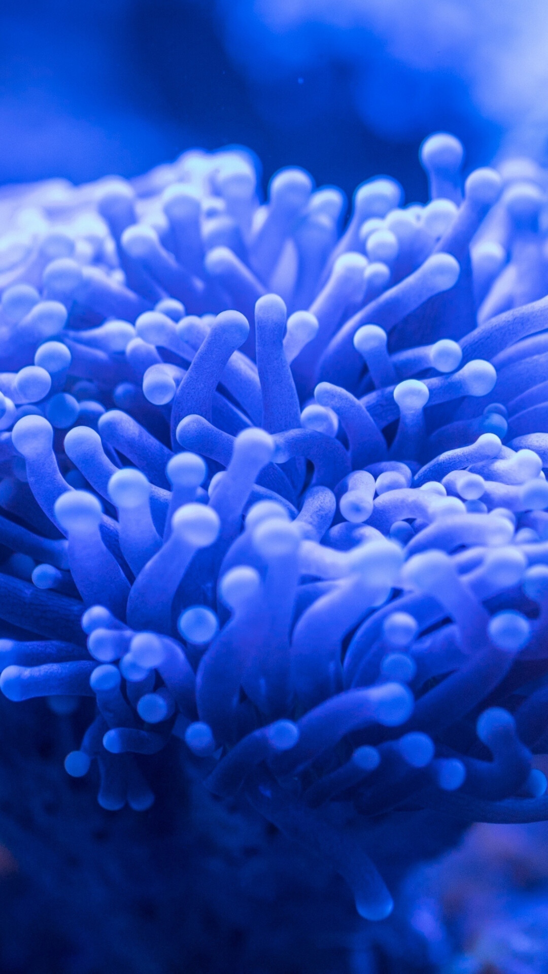 Coral Reef: Made up of colonies of hundreds to thousands of tiny individual corals called polyps. 1080x1920 Full HD Wallpaper.