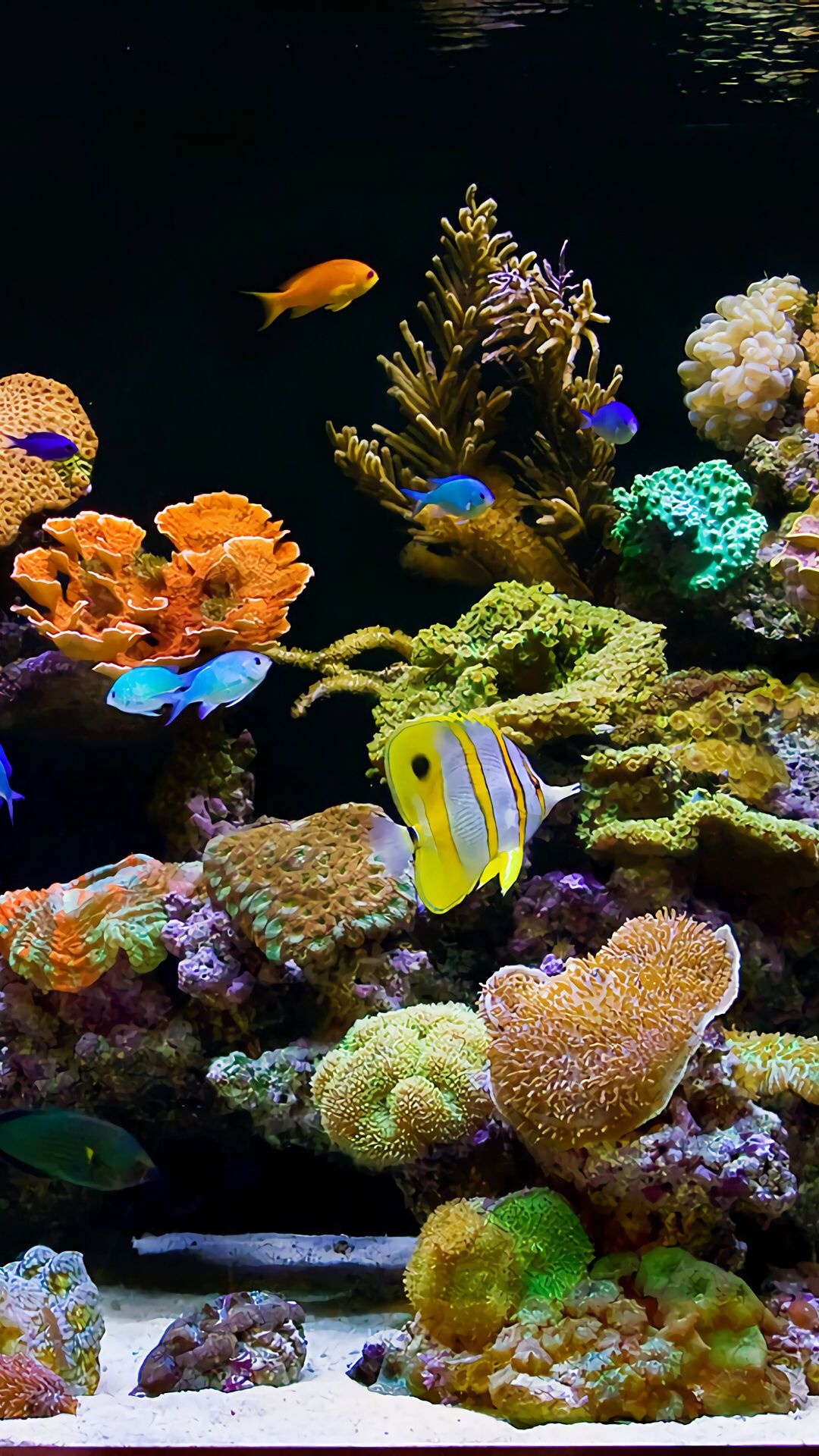 Aquarium, Virtual pin page, Aquatic inspiration, Share aquarium images, Captivating underwater scenes, 1080x1920 Full HD Phone