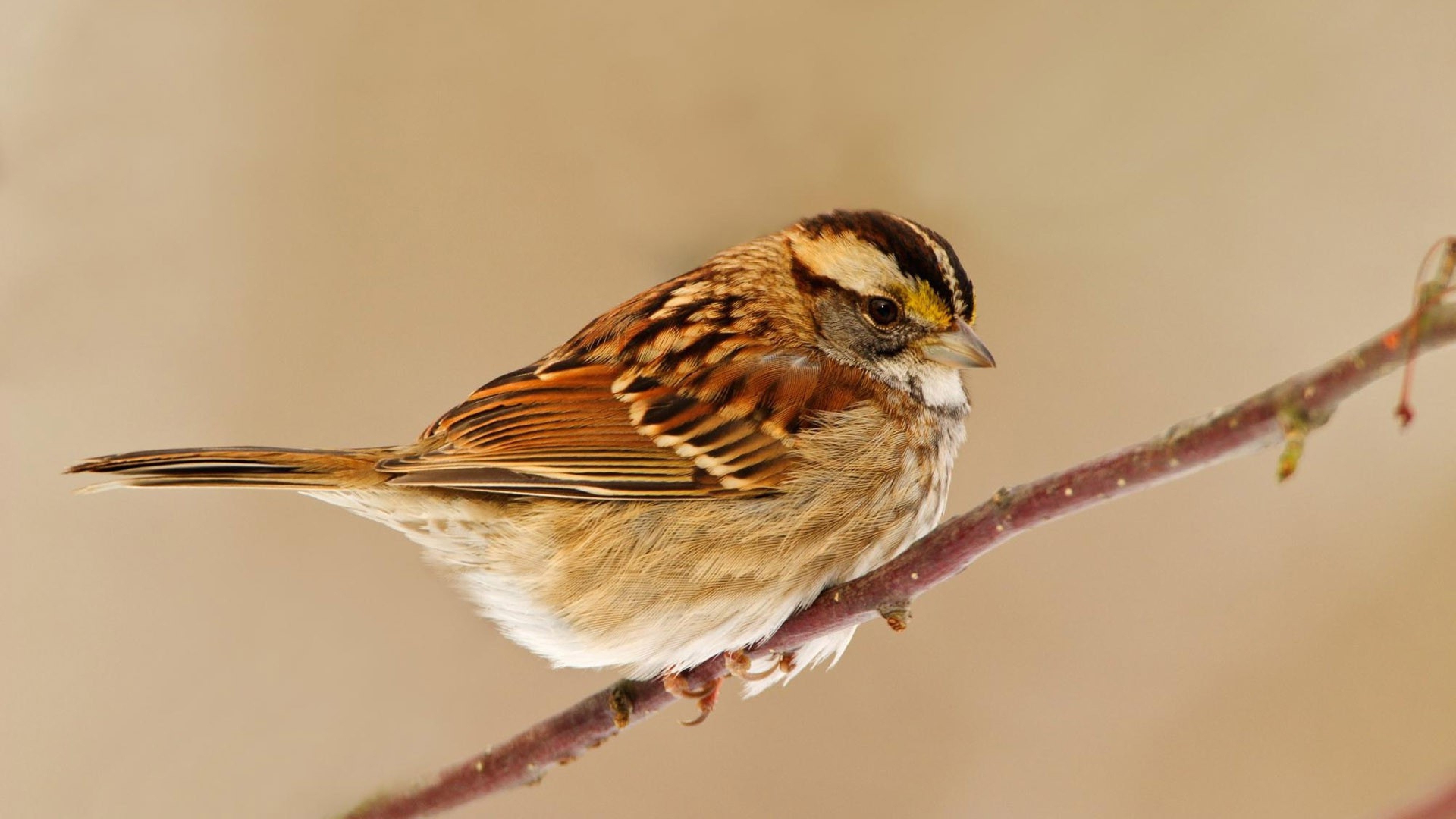 Sparrow, Feathered beauty, Bird in flight, Nature's charm, 3840x2160 4K Desktop