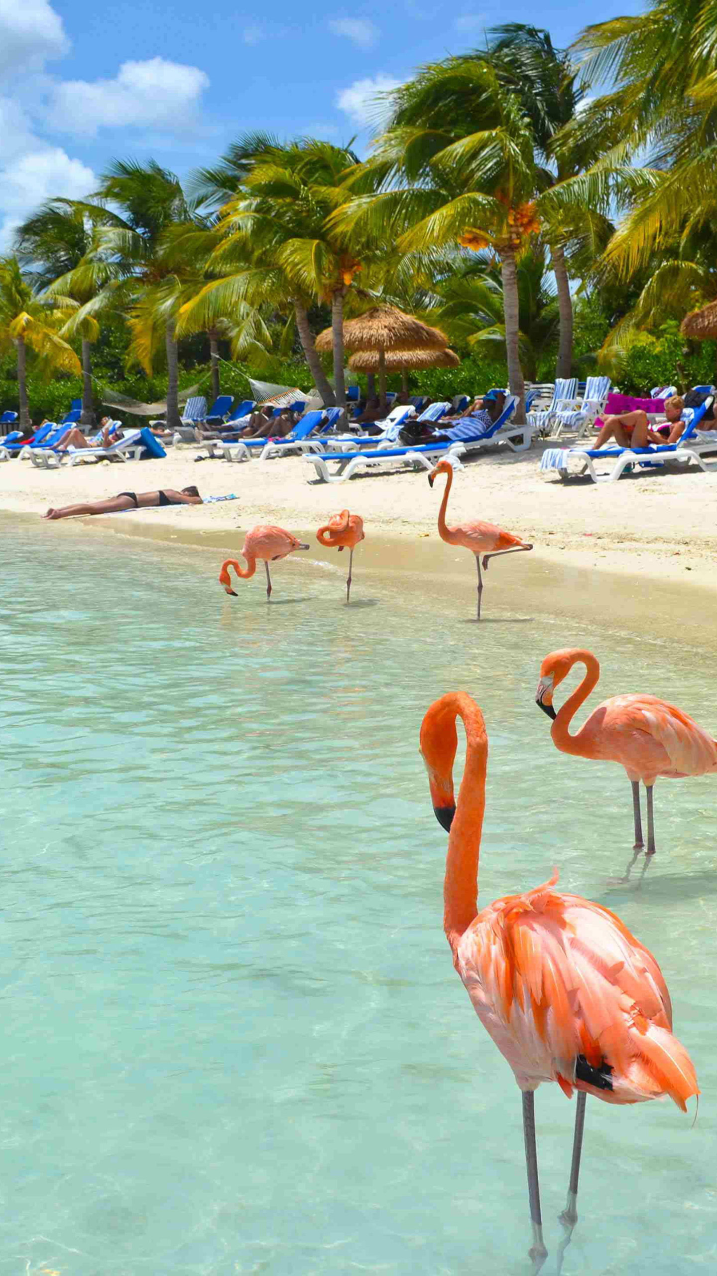 Aruba Island, Travels, Beautiful flamingos, Beach wallpaper, 1440x2560 HD Phone
