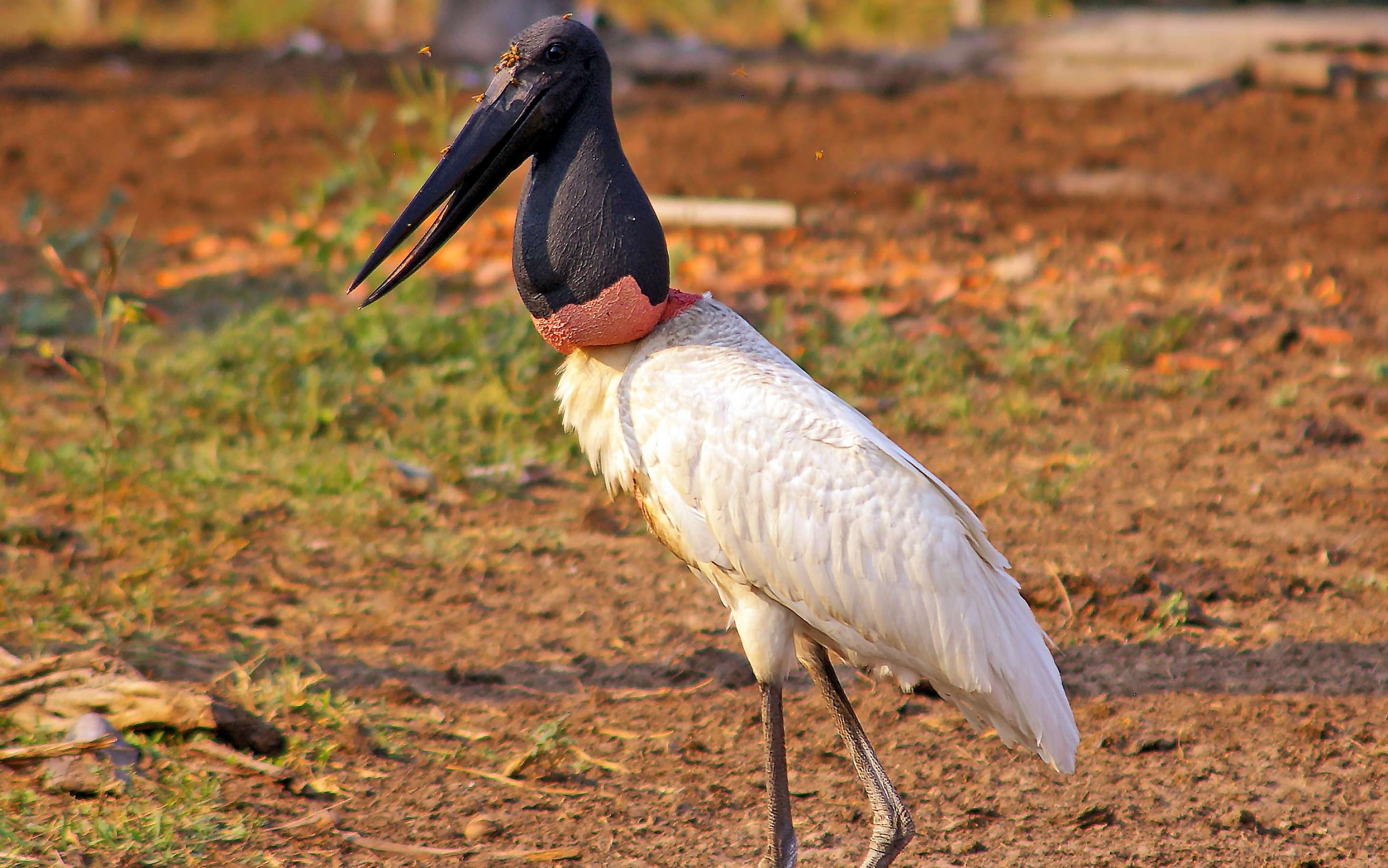 Jabiru Stork, GlobalWings Photo, Majestic Bird, Wetlands, 2920x1830 HD Desktop