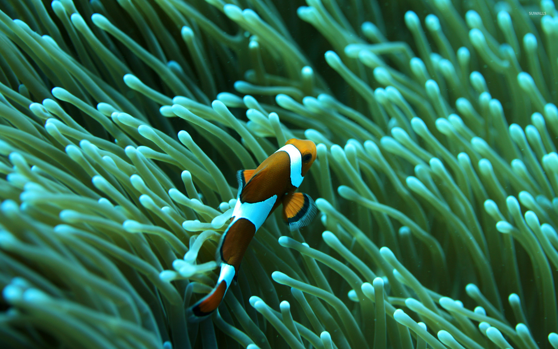 Clown fish wallpaper, Animal-themed background, Underwater beauty, Stunning aesthetics, 1920x1200 HD Desktop