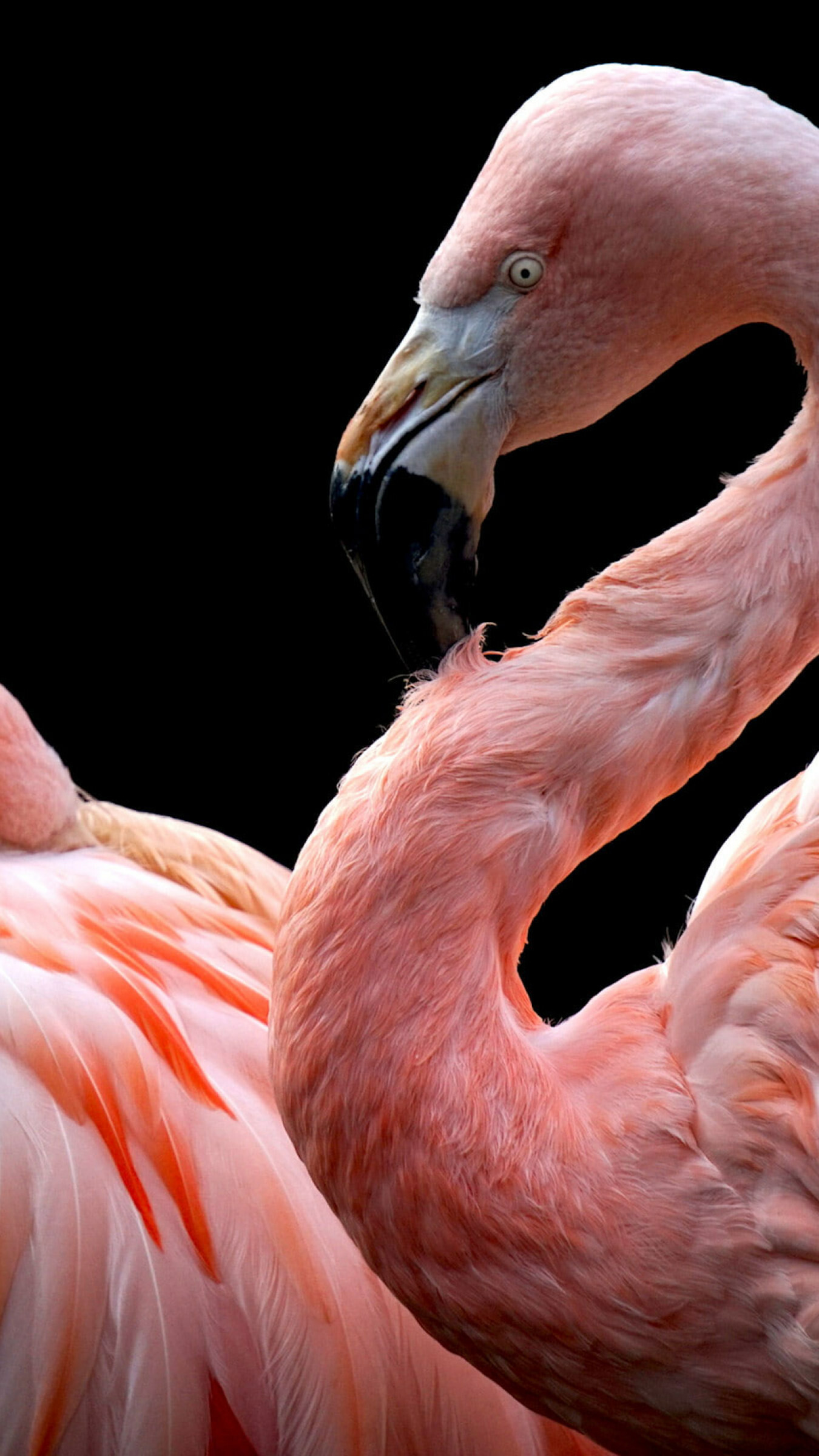Flamingo: Birds, Phoenicopterus genus. 1350x2400 HD Background.