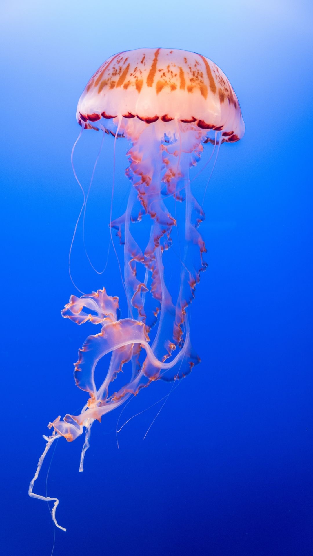 High-quality jellyfish wallpapers, Top downloads, Wallpaper excellence, Jellyfish wonders, 1080x1920 Full HD Phone