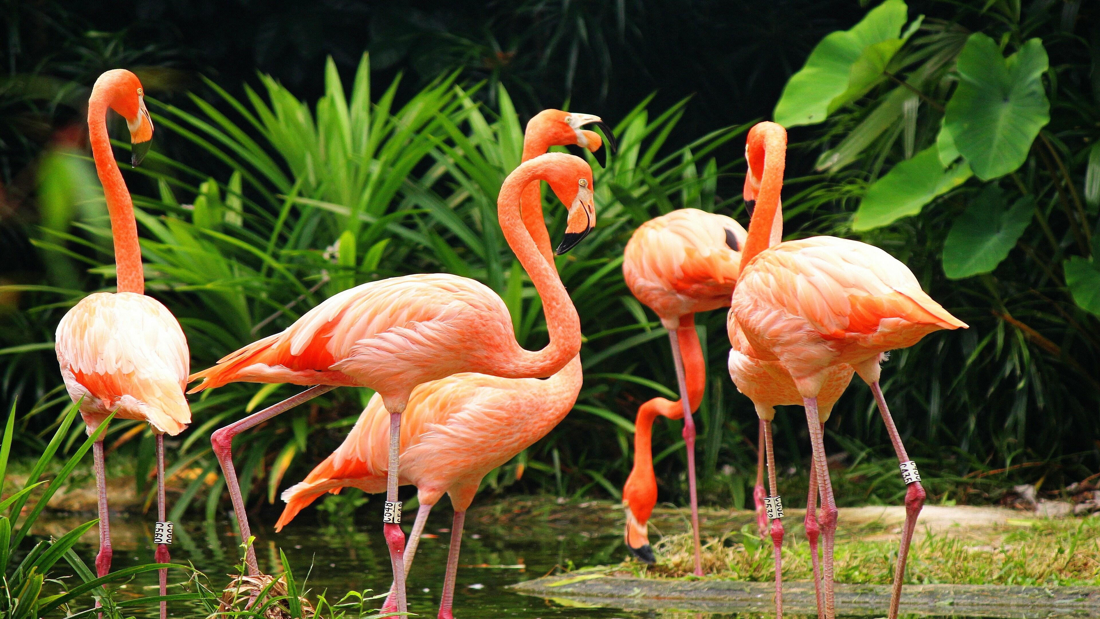 Flamingo: Phoenicopteridae, Social birds that live in groups of varying sizes. 3840x2160 4K Wallpaper.