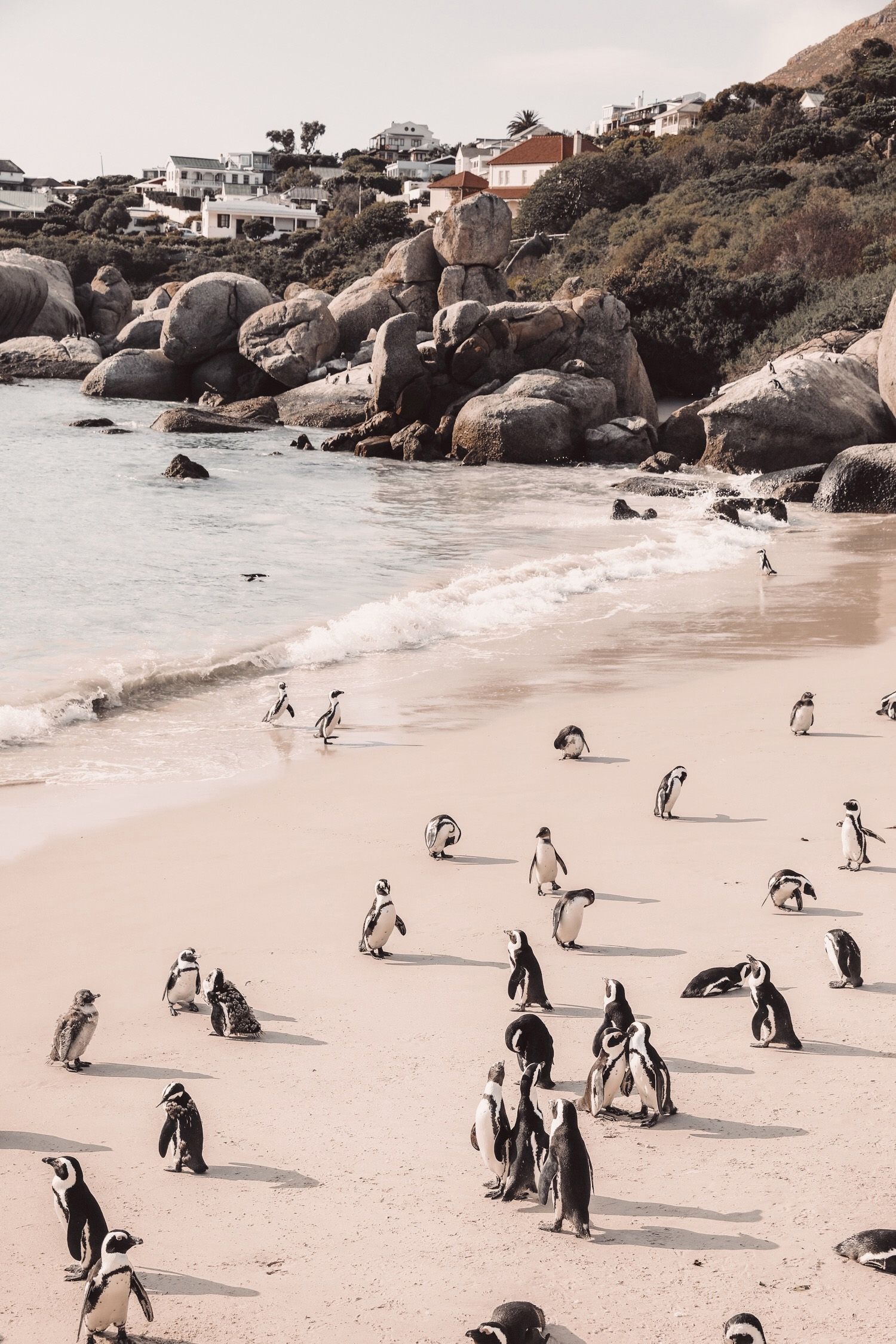Town: The penguin colony at Boulders Beach, Cape Town, South Africa. 1500x2250 HD Wallpaper.