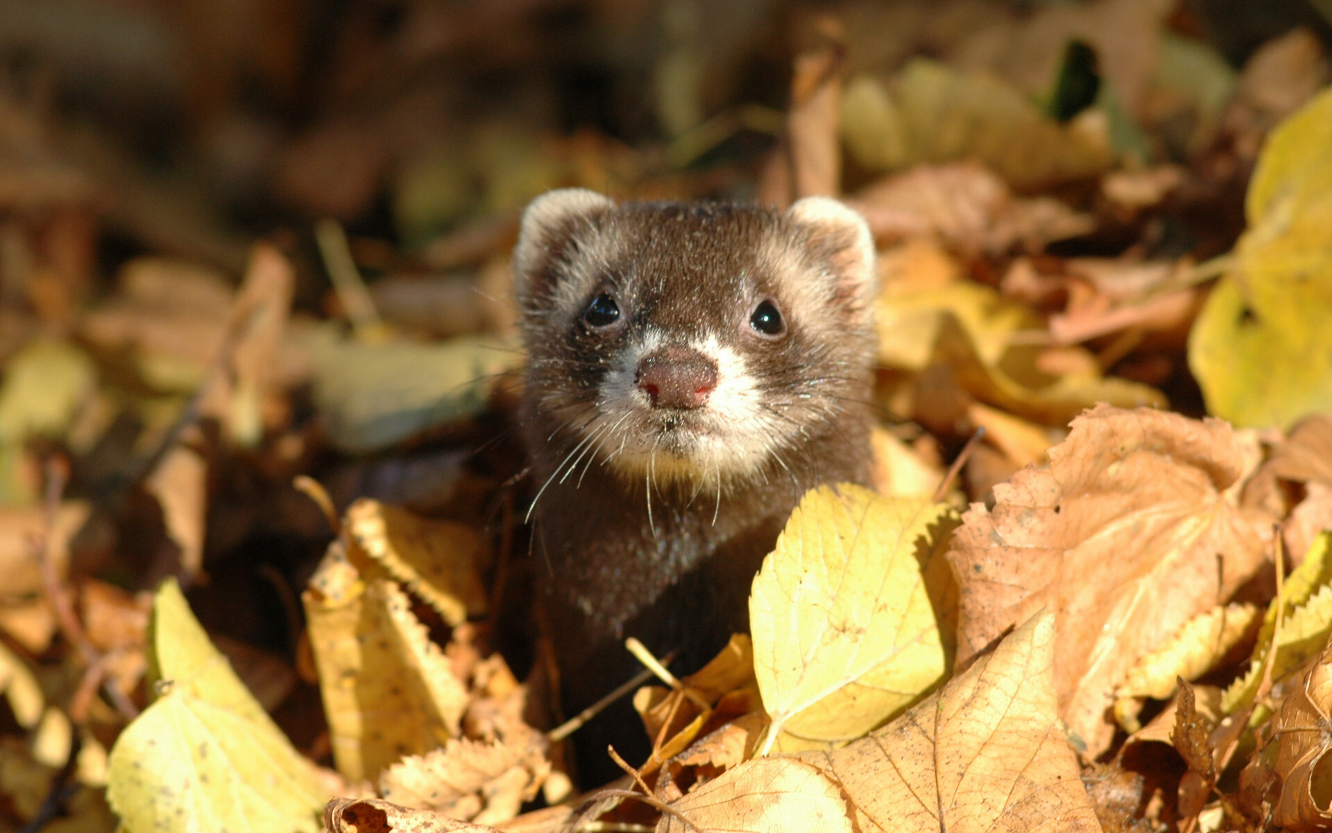 Ferret: Mustela furo, hunted by golden eagles and great horned owls. 1920x1200 HD Background.