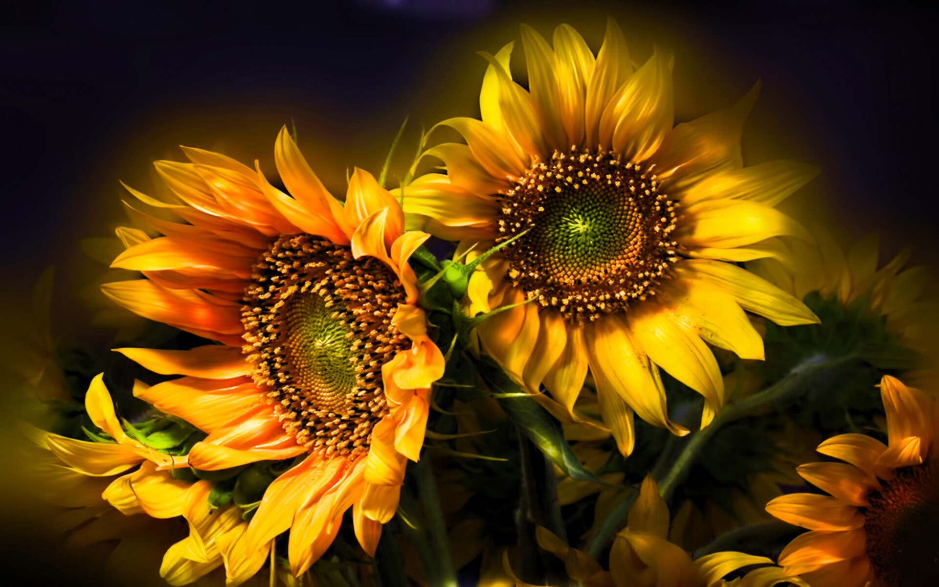 Sunflower: The national flower of Ukraine. 1920x1200 HD Background.