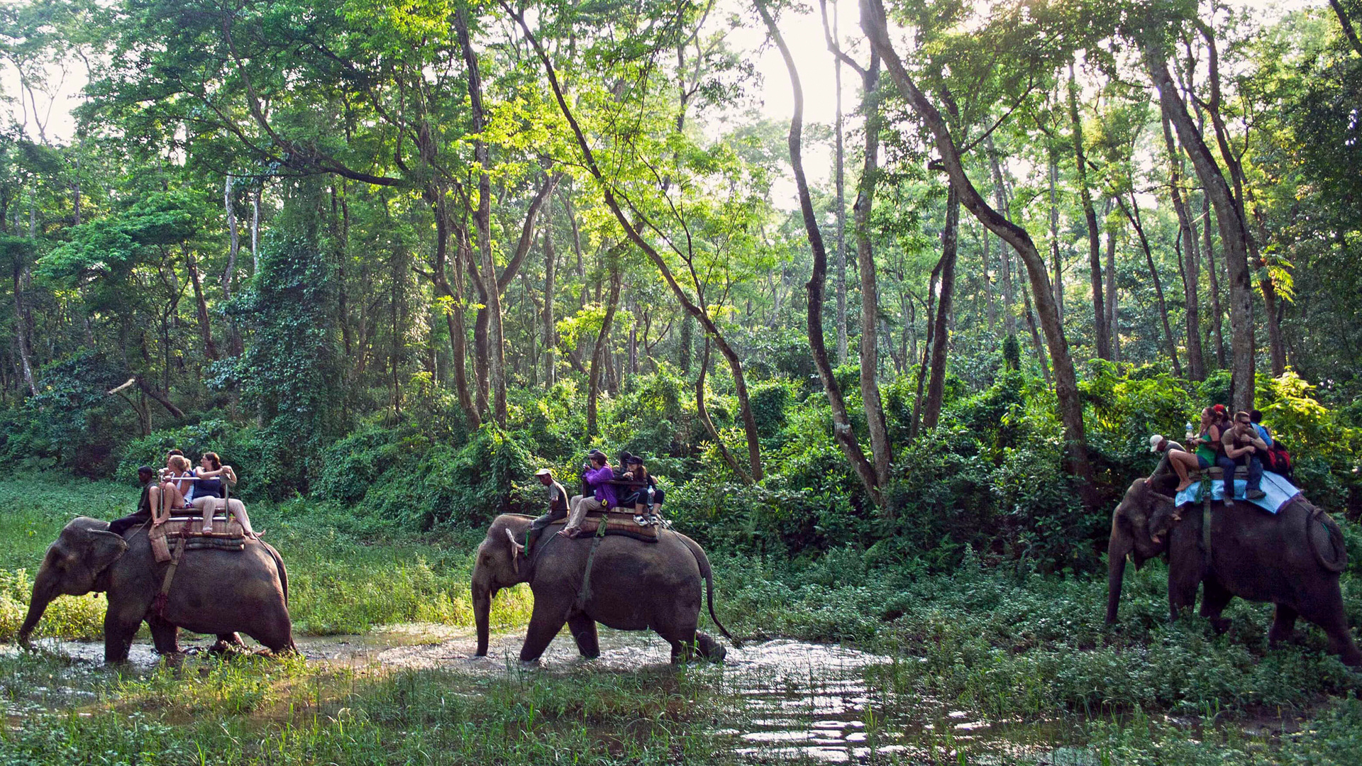 Immersive jungle experience, Safari escapades, Wildlife encounters, Nature's tranquility, 1920x1080 Full HD Desktop