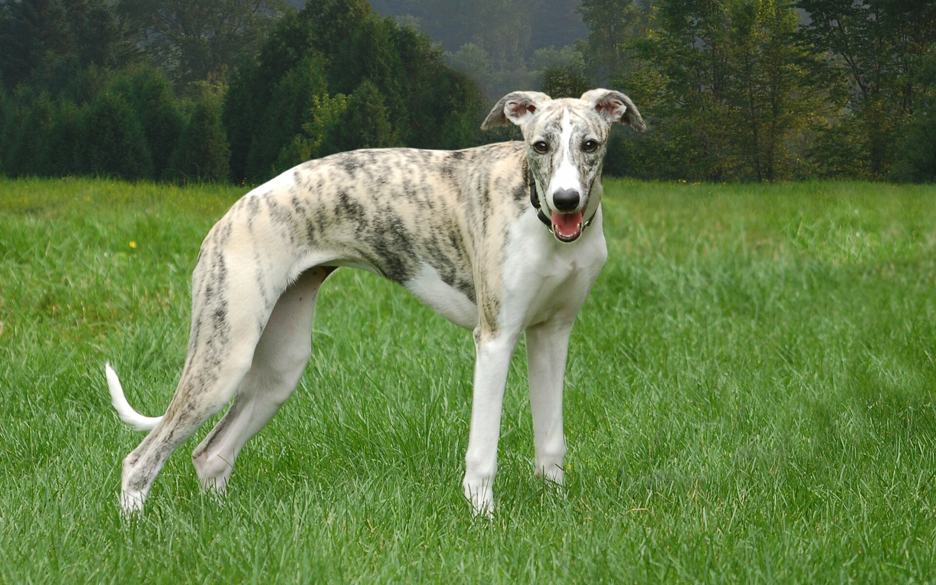 Whippet Dog: The most successful breed competing in the sport of lure-coursing, in which they chase a plastic bag dragged along a zig-zagging course at high speed. 1920x1200 HD Background.