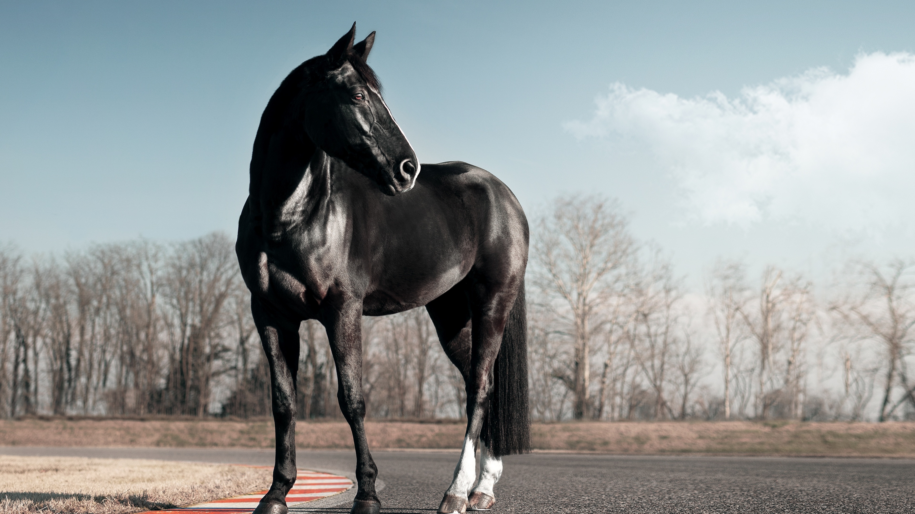 Horse: Black stallion, Terrestrial animal, Equine. 3840x2160 4K Background.