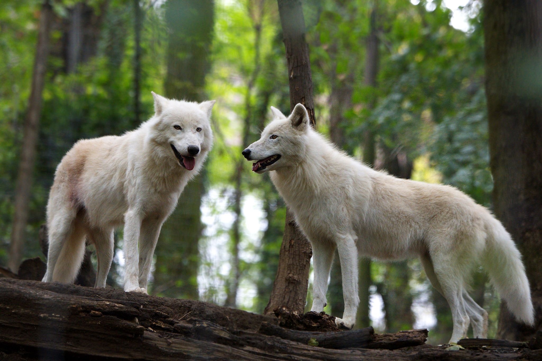 Arctic Wolf, Arctic Wolves, Endangered species, Arctic habitat, 2050x1370 HD Desktop