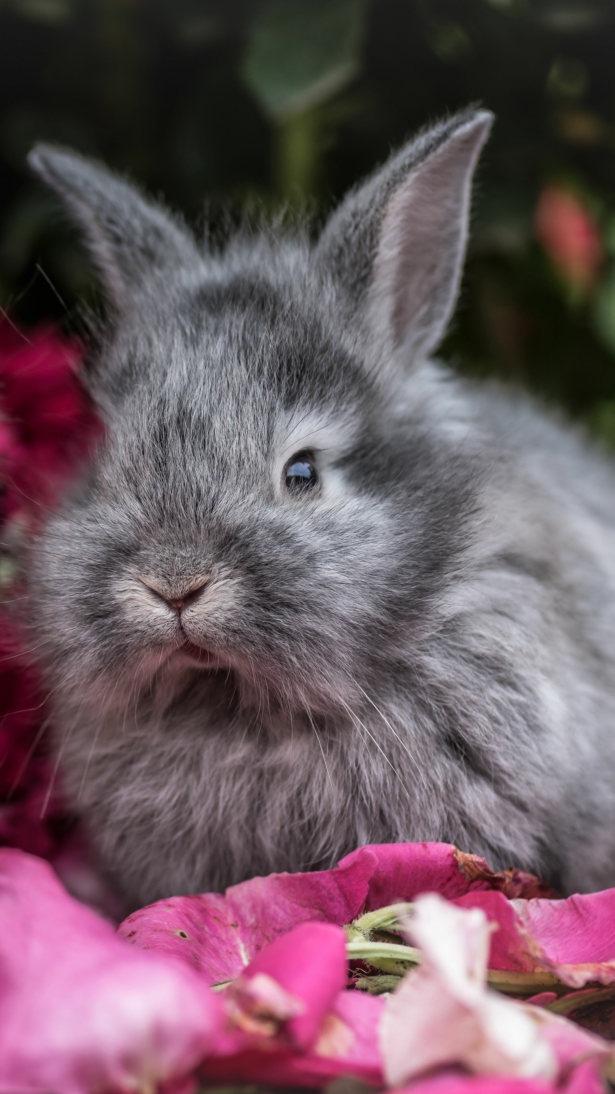 Rabbit: Fluffy animal, Lionhead. 2160x3840 4K Background.
