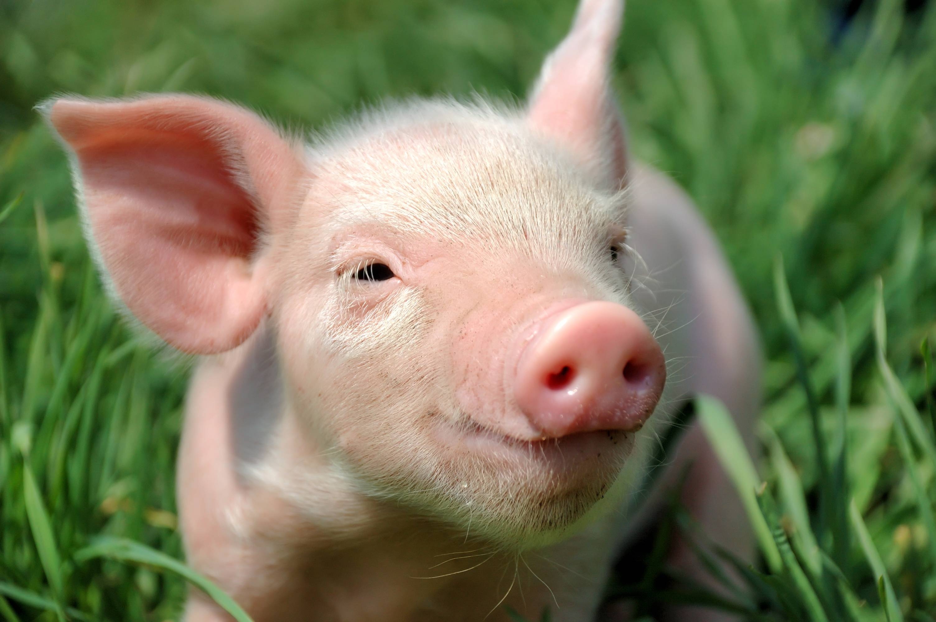 Lovely baby pigs, Farm animal cuteness, Pink snouts, Playful oinks, 3010x2000 HD Desktop