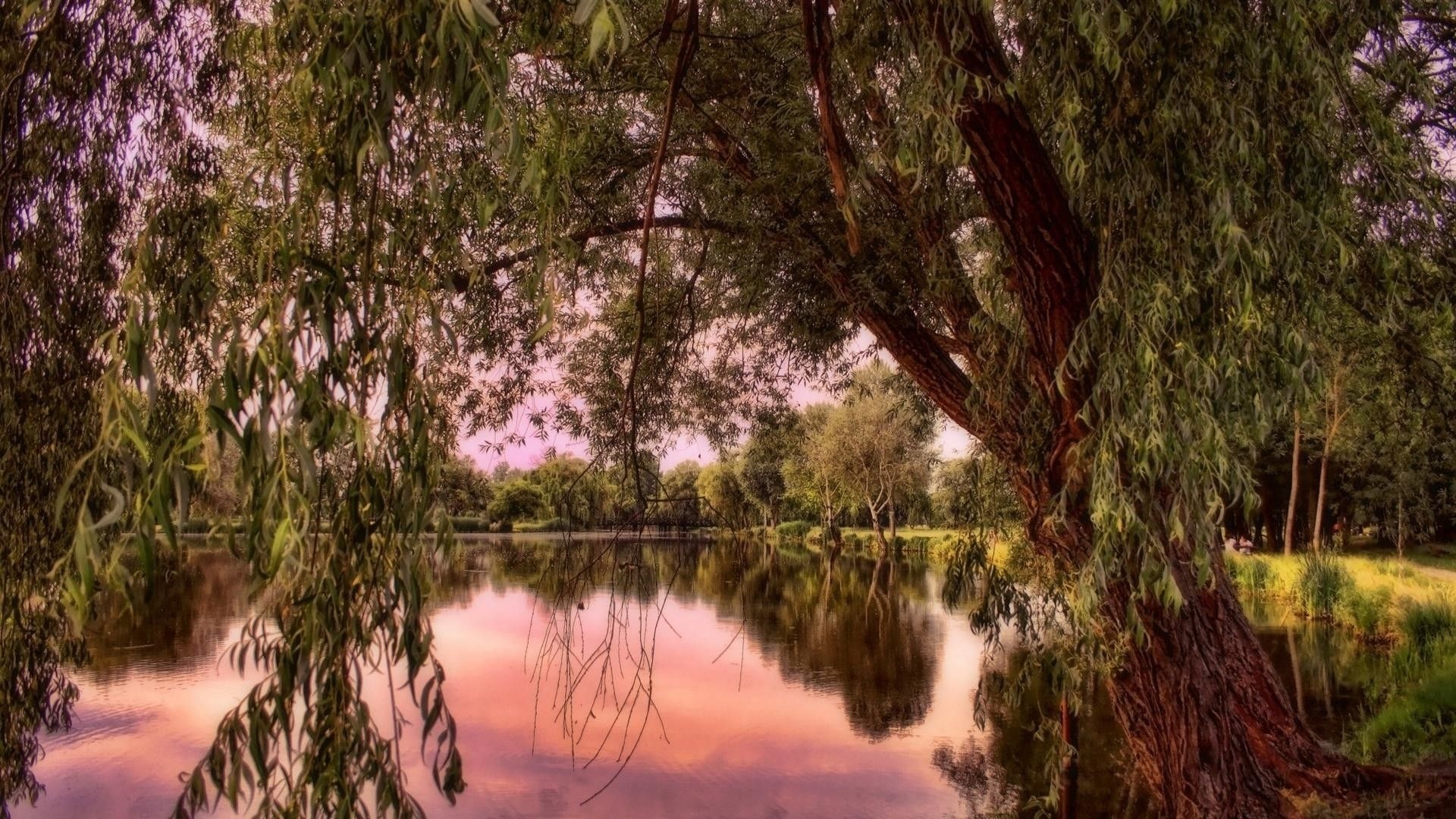 Willow tree wallpapers, Nature's elegance, Serene beauty, Enchanting atmosphere, 1920x1080 Full HD Desktop