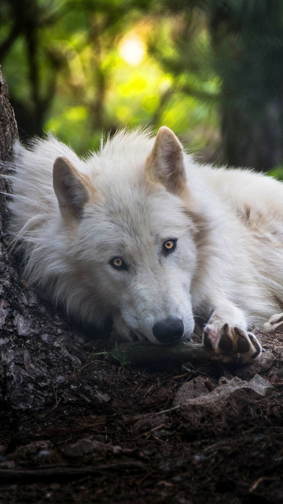 Wolf: Wolves vary in size depending on where they live. 1080x1920 Full HD Wallpaper.