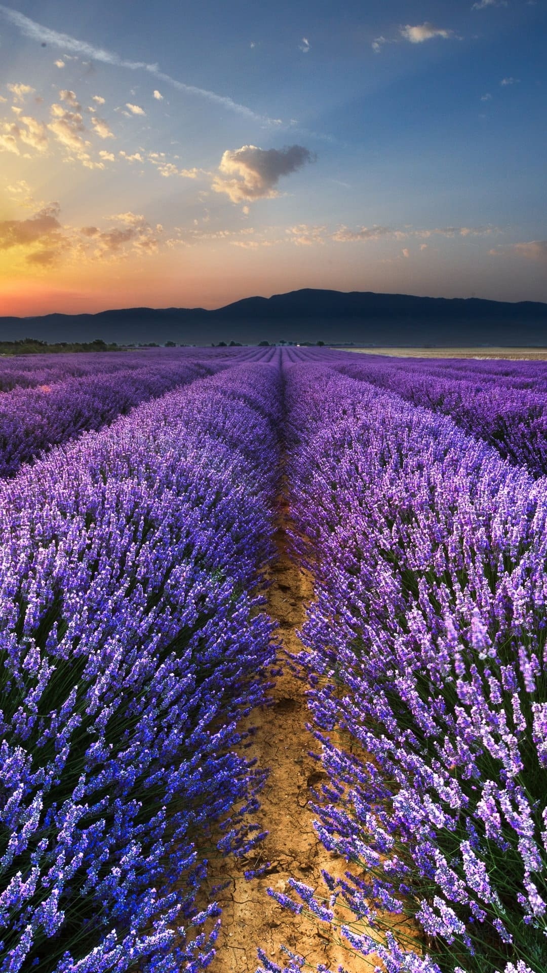 Flower Field: A bushy perennial, lavender grows from 1 to 3 feet tall. 1080x1920 Full HD Wallpaper.