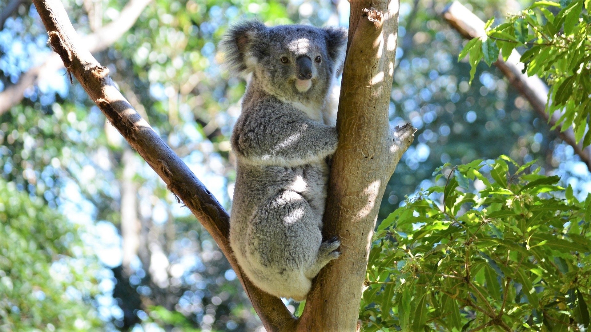 Koala close-up, High-resolution koala image, Stunning wallpaper background, Fine detail, 1920x1080 Full HD Desktop