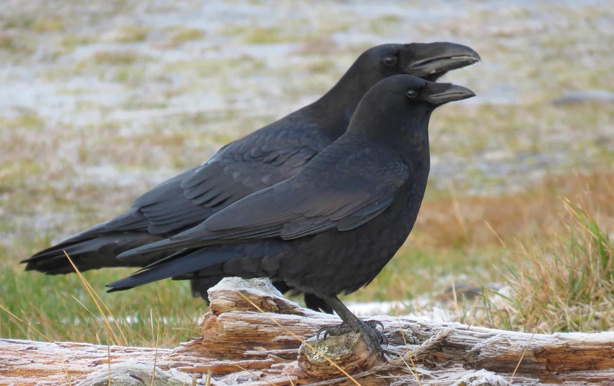 Crow and raven comparison, Majestic birds, Avian beauty, Wildlife wonder, 2050x1290 HD Desktop