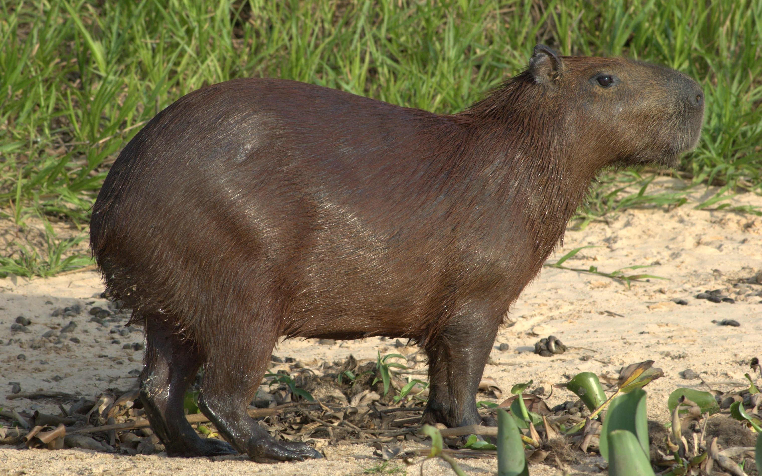 Capybara wallpaper, Cute animal, Adorable rodents, High-resolution picture, 3040x1900 HD Desktop