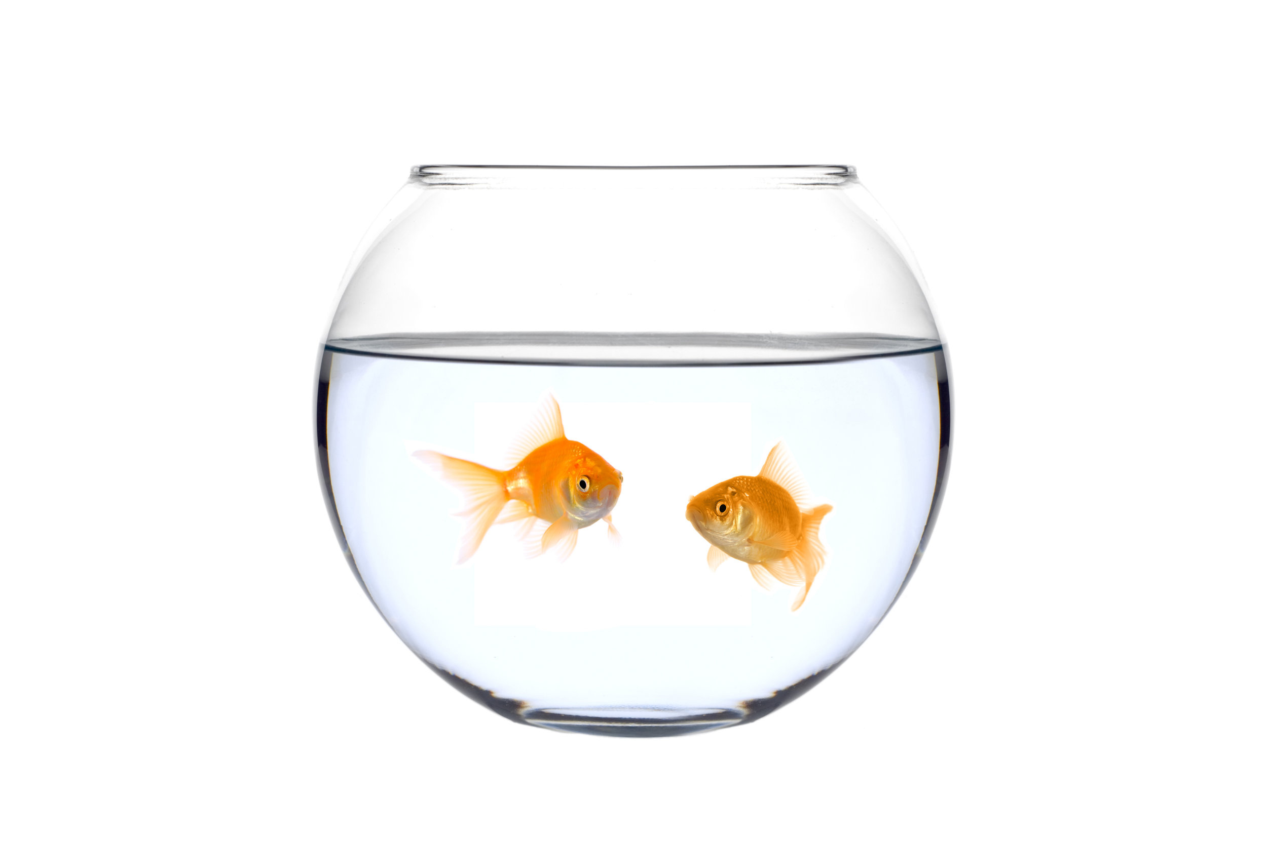 Goldfish, Fishbowl Wallpaper, 2500x1670 HD Desktop