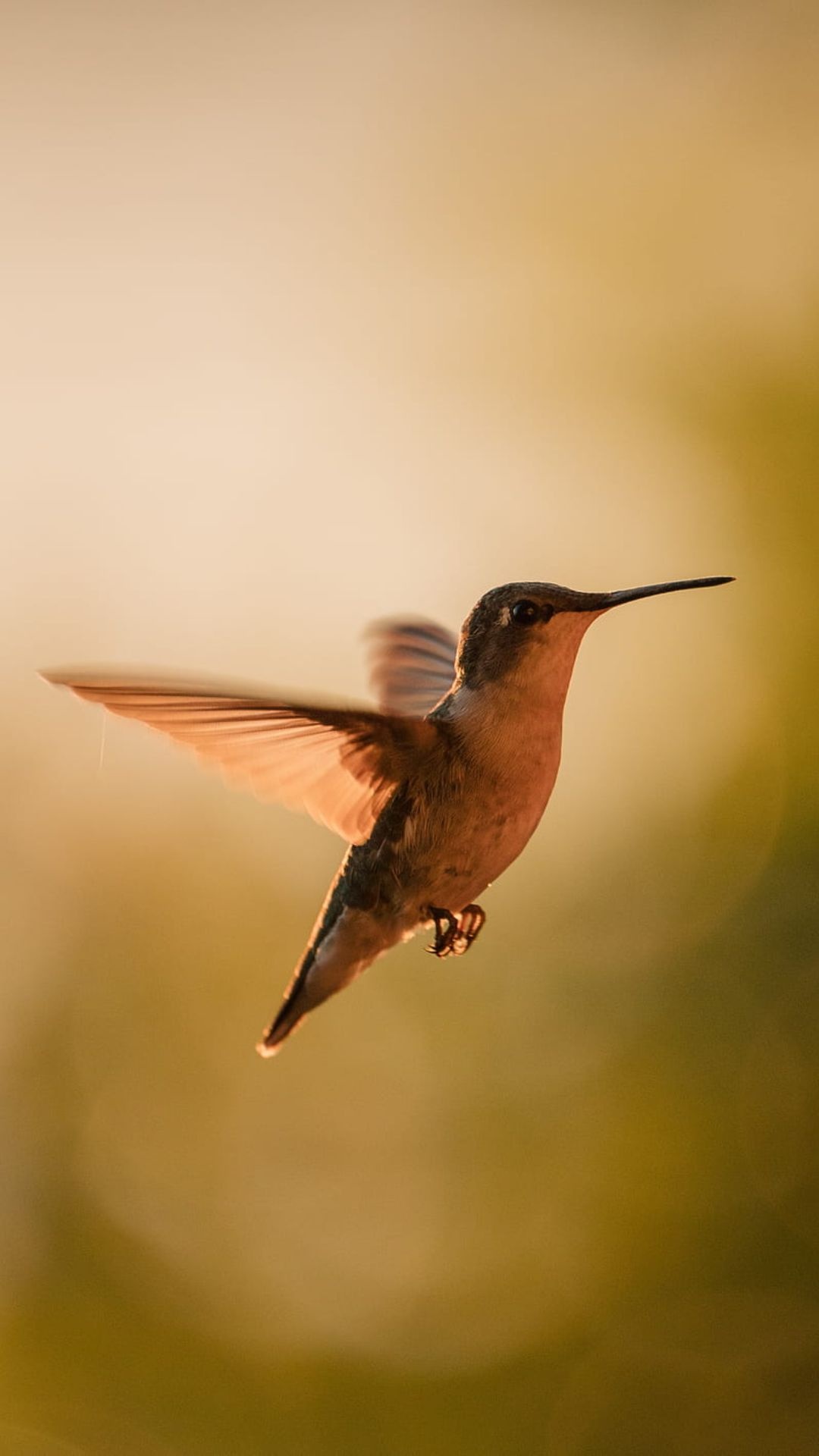 Hummingbird, Graceful flight, Vibrant feathers, Delicate beauty, 1080x1920 Full HD Phone