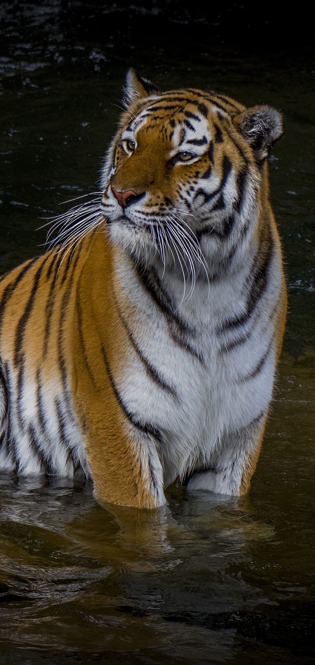 Top Tiger Wallpapers, Striking visuals, Powerful presence, Captivating beauty, 1080x2280 HD Phone