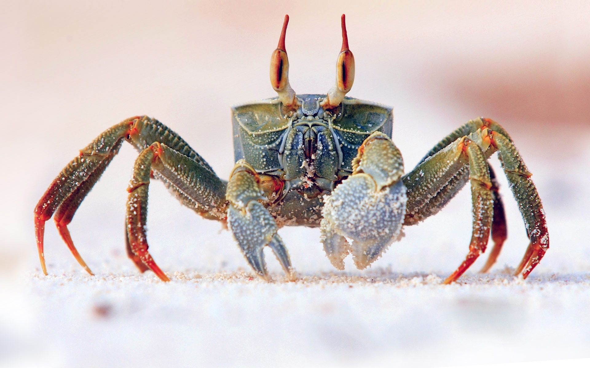 Crab: The smallest known species is just a few millimeters wide. 1920x1200 HD Wallpaper.