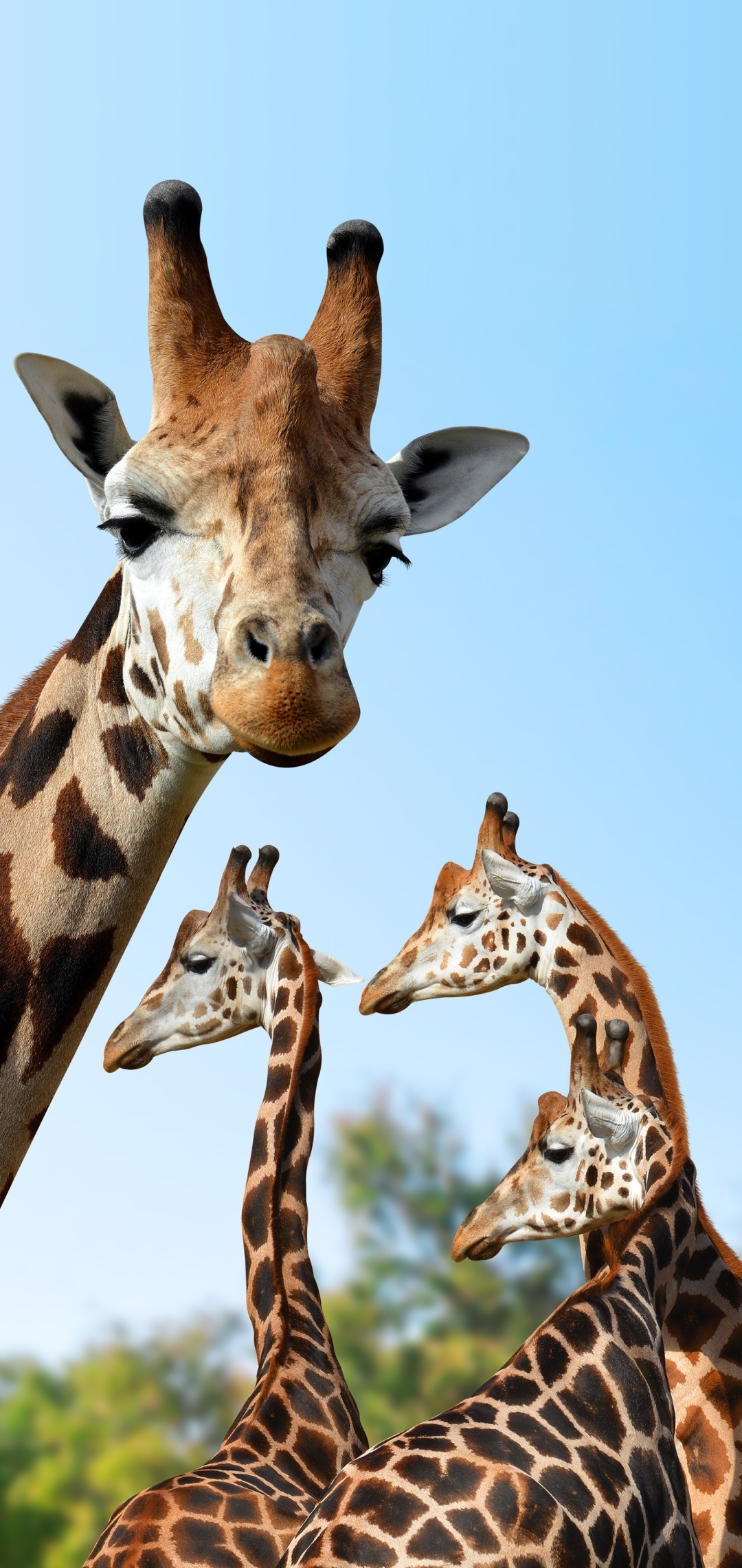 Giraffe: Found in savannahs, forests, and deserts across southern, eastern, western, and central Africa. 1080x2280 HD Wallpaper.