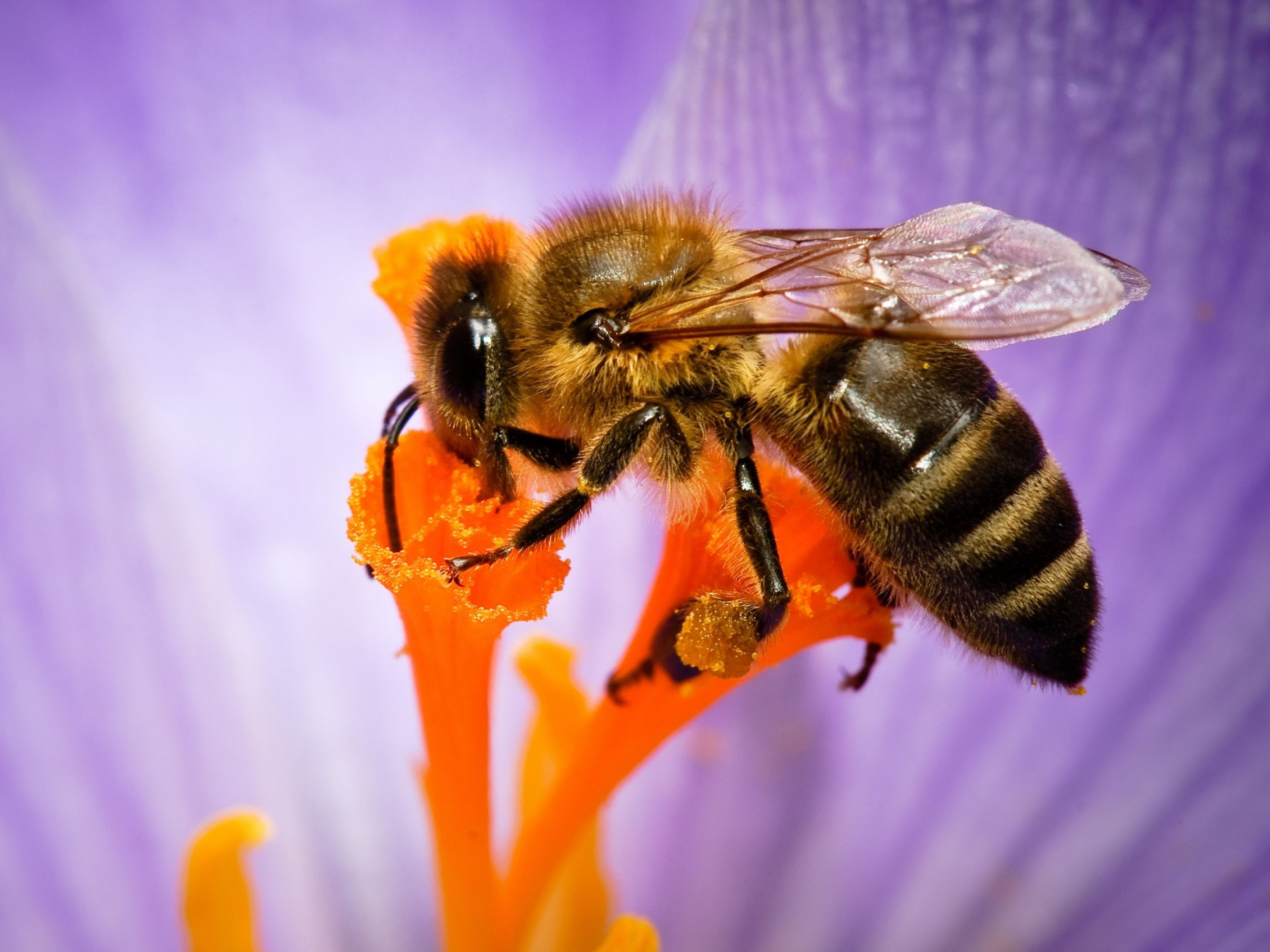 Bee: Apis koschevnikovi, distinctive due to its reddish metasoma and legs. 2800x2100 HD Wallpaper.