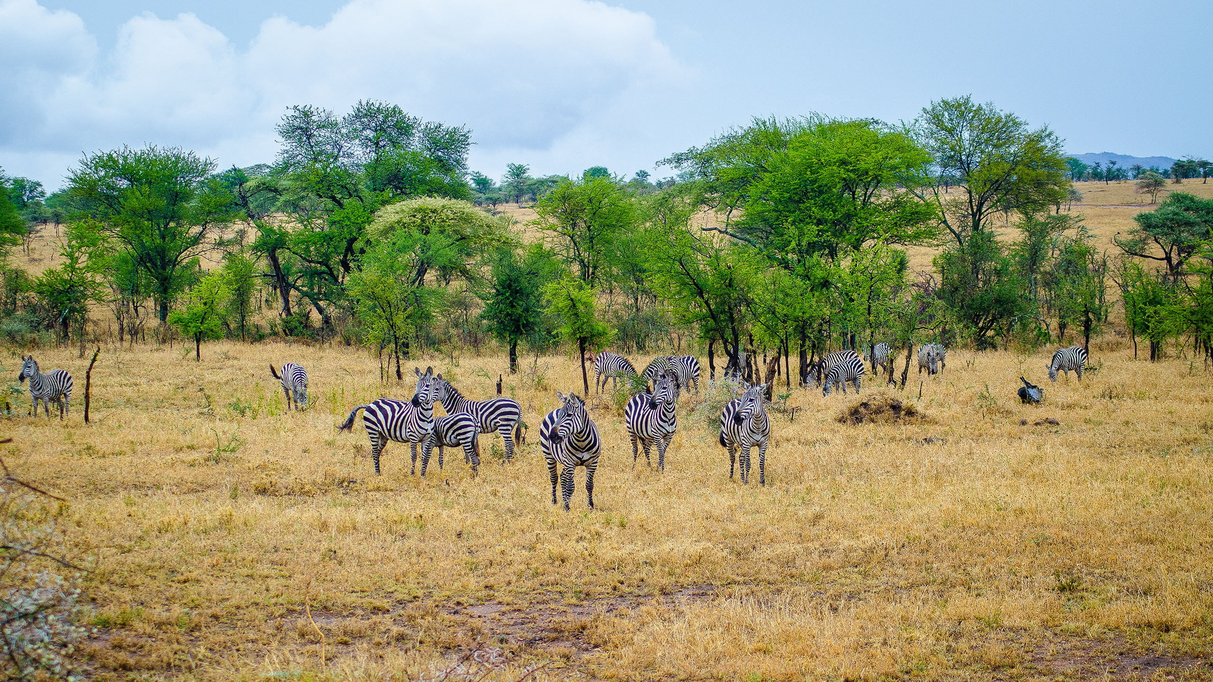 Savannah, Tanzania, Serengeti National Park, Wildlife, 2400x1350 HD Desktop